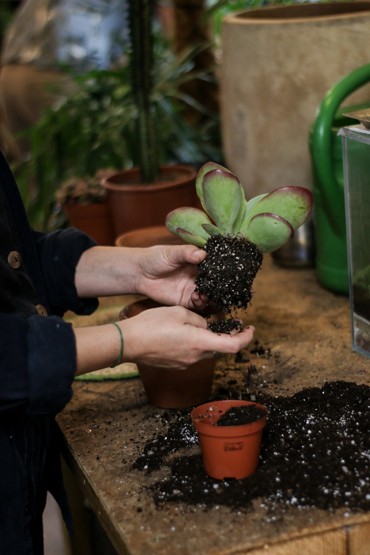 Best Repotting Workshop for Plant Lovers - April 27, 2025 | Learn Plant Care & Potting Techniques for Indoor & Outdoor Gardening