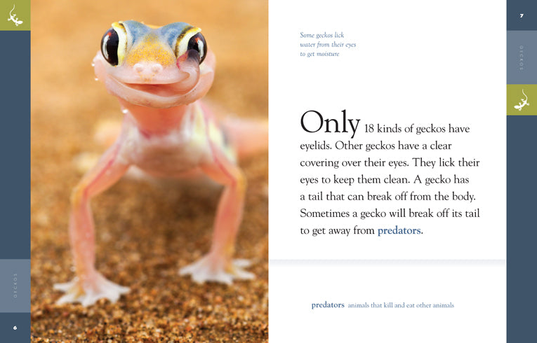 Amazing Animals (2014): Geckos - Educational Documentary DVD for Kids & Nature Lovers | Perfect for Homeschooling, Classroom Learning & Family Movie Nights