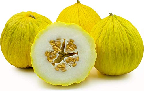 Seed Kingdom Bulk 1 Lb Cantaloupe Melon Casaba Golden Beauty Heirloom Vegetable Seeds - Perfect for Home Gardening, Farmers Markets & Organic Farming
