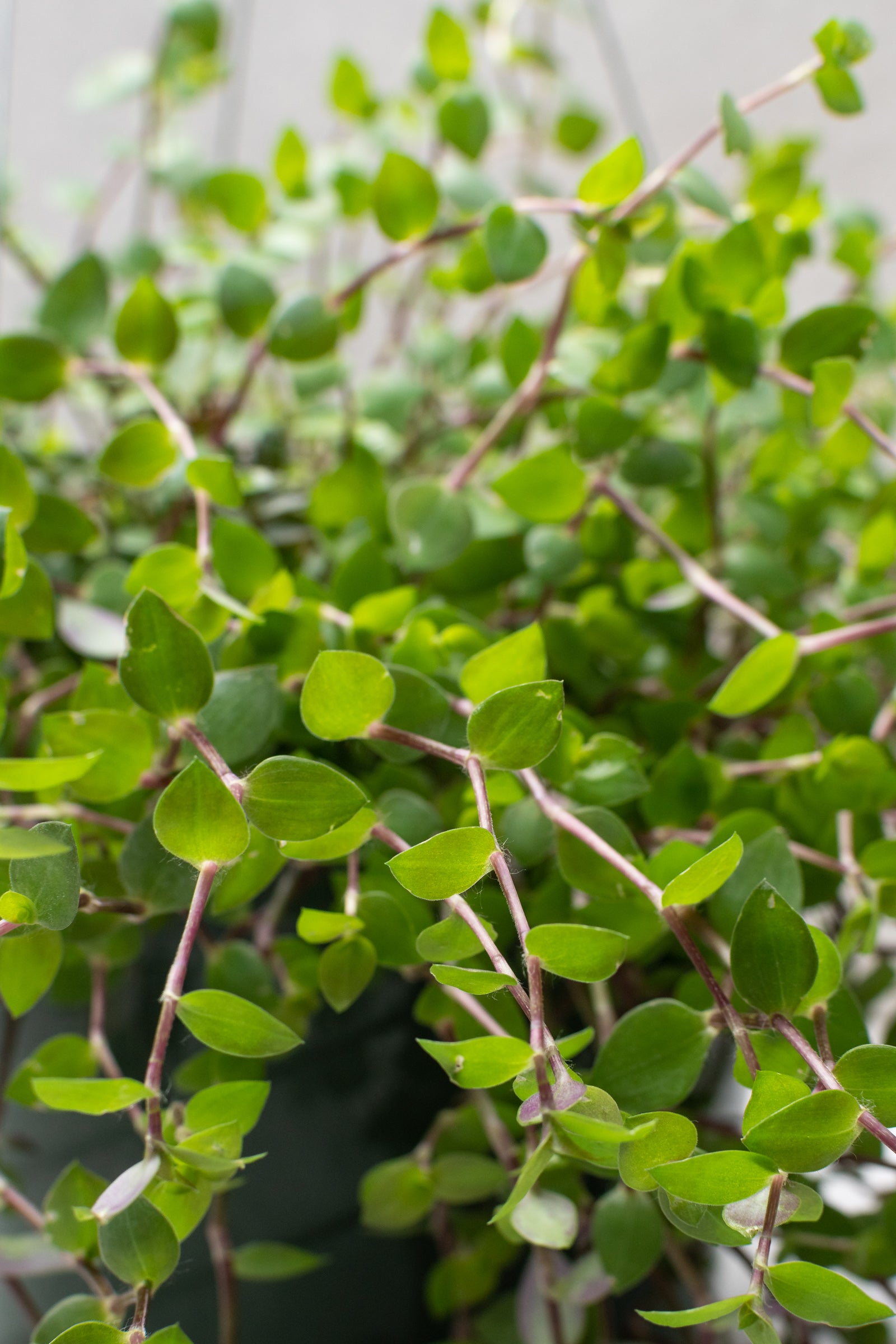 Callisia Repens 8 Inch Hanging Basket - Pink Lady Turtle Vine Live Plant for Home & Garden Decor | Indoor & Outdoor Hanging Plants for Balcony, Patio, and Office Spaces