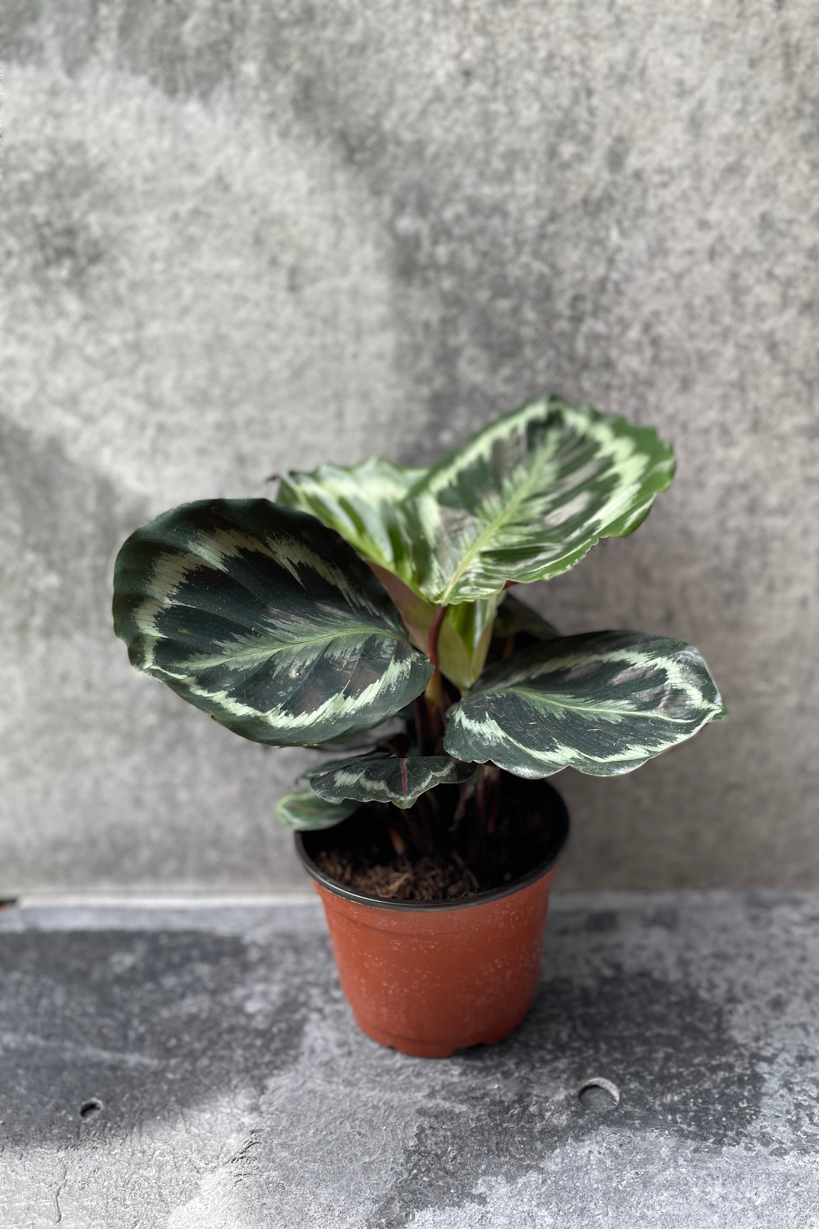Calathea 'Medallion' Prayer Plant - 6