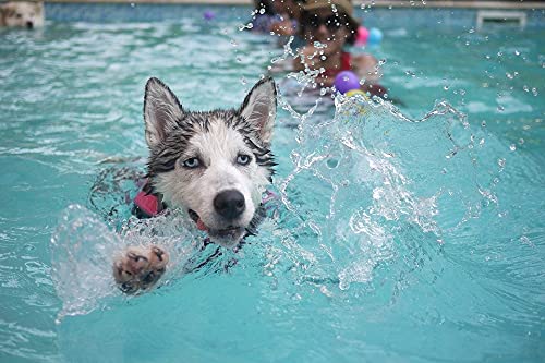 1000 Piece Wooden Jigsaw Puzzle - Husky in The Water - Challenging Puzzle for Adults & Kids - Perfect for Family Game Night & Stress Relief