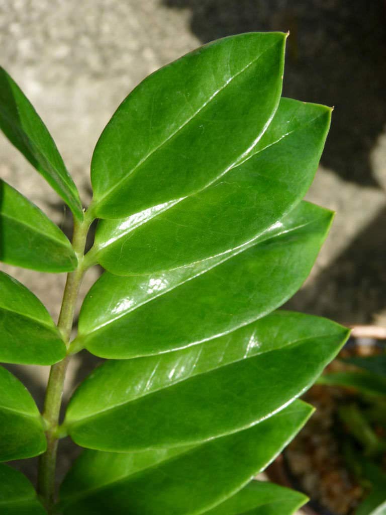 ZZ Plant (Zamioculcas Zamiifolia) - 5 Live Indoor Plants in 6 Inch Pots - Easy to Grow Air Purifying Houseplant for Home, Office & Low Light Spaces - Perfect for Living Room, Bedroom & Workspace Decor