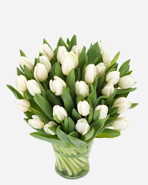 Winter White Tulips - Fresh Cut Flowers for Home Decor, Weddings & Special Occasions | Perfect for Bouquets, Centerpieces & Gifts