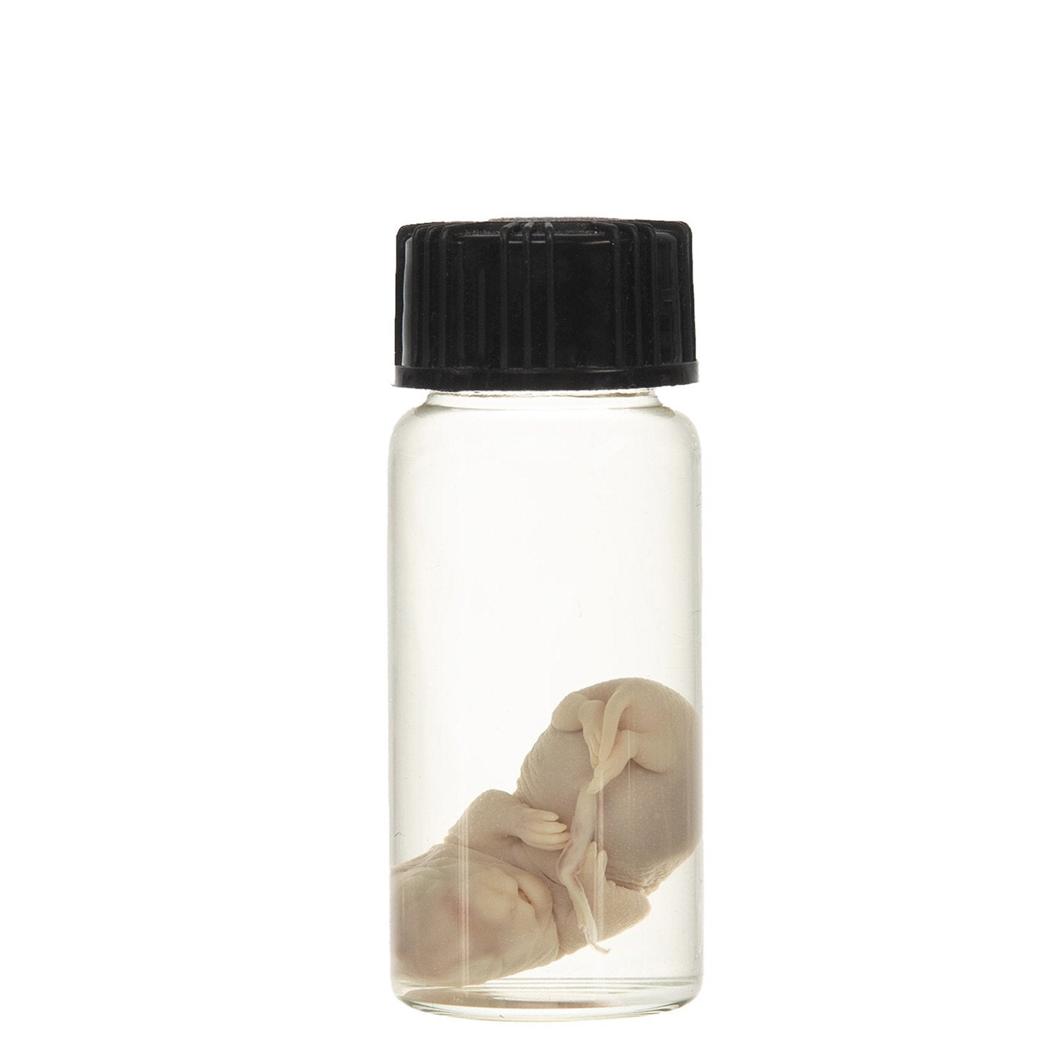 Real Squirrel Wet Specimen - Fetal (Single) - Perfect for Biology Study, Taxidermy Collection & Science Classroom Display