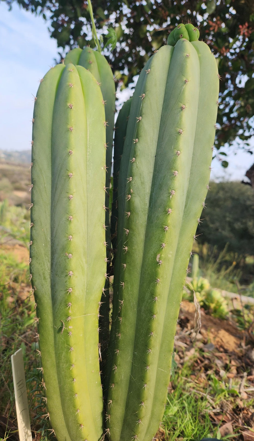 EC305 EXACT Trichocereus Pachanoi Mt. Geronimo Cactus Cutting 7-8 Inches - Rare San Pedro Cactus for Gardening, Landscaping & Spiritual Ceremonies