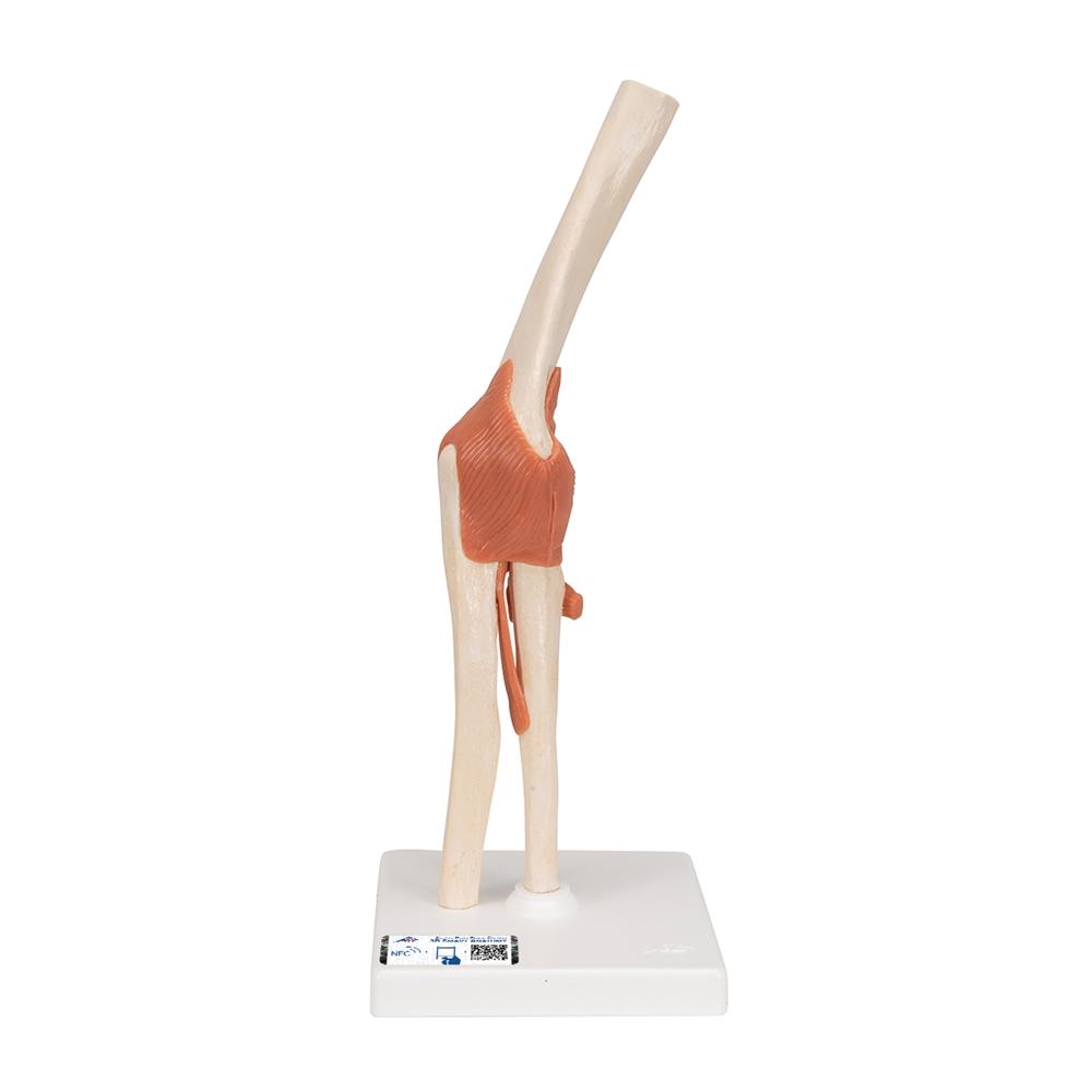 Premium Functional Elbow Joint Model - Anatomical Medical Demonstration Tool for Doctors, Students & Physical Therapists - Perfect for Classroom, Clinic & Home Study