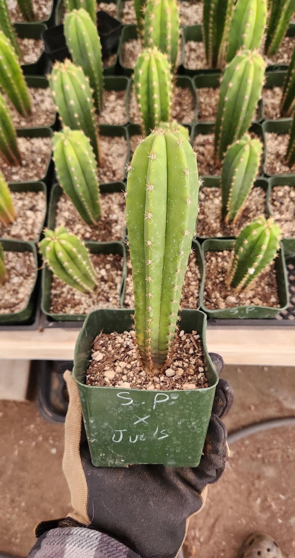 EC201 EXACT Trichocereus Hybrid Super Pedro X Pachanoi Juuls Ornamental Cactus (5-6 inch) - Rare Collectible Succulent for Home Decor & Garden Landscaping