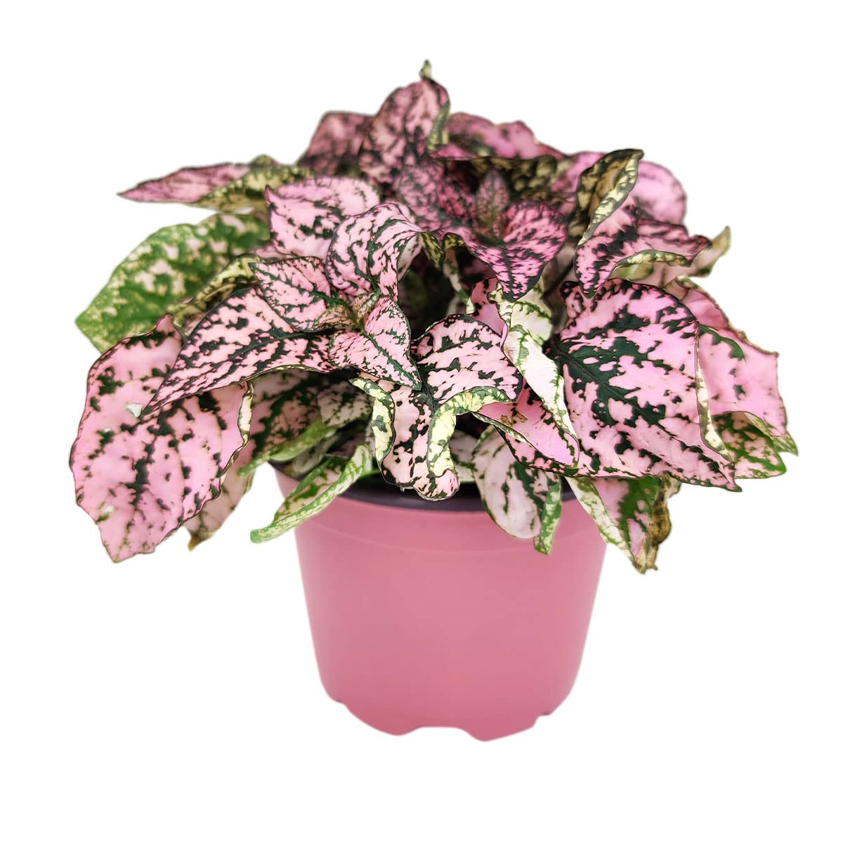 Hypoestes Phyllostachya Pink Splash Plant - 4 Inch Live Houseplant with Vibrant Pink Foliage | Low Maintenance Indoor Plant for Home, Office Decor | Perfect for Tabletops, Shelves & Gift Giving