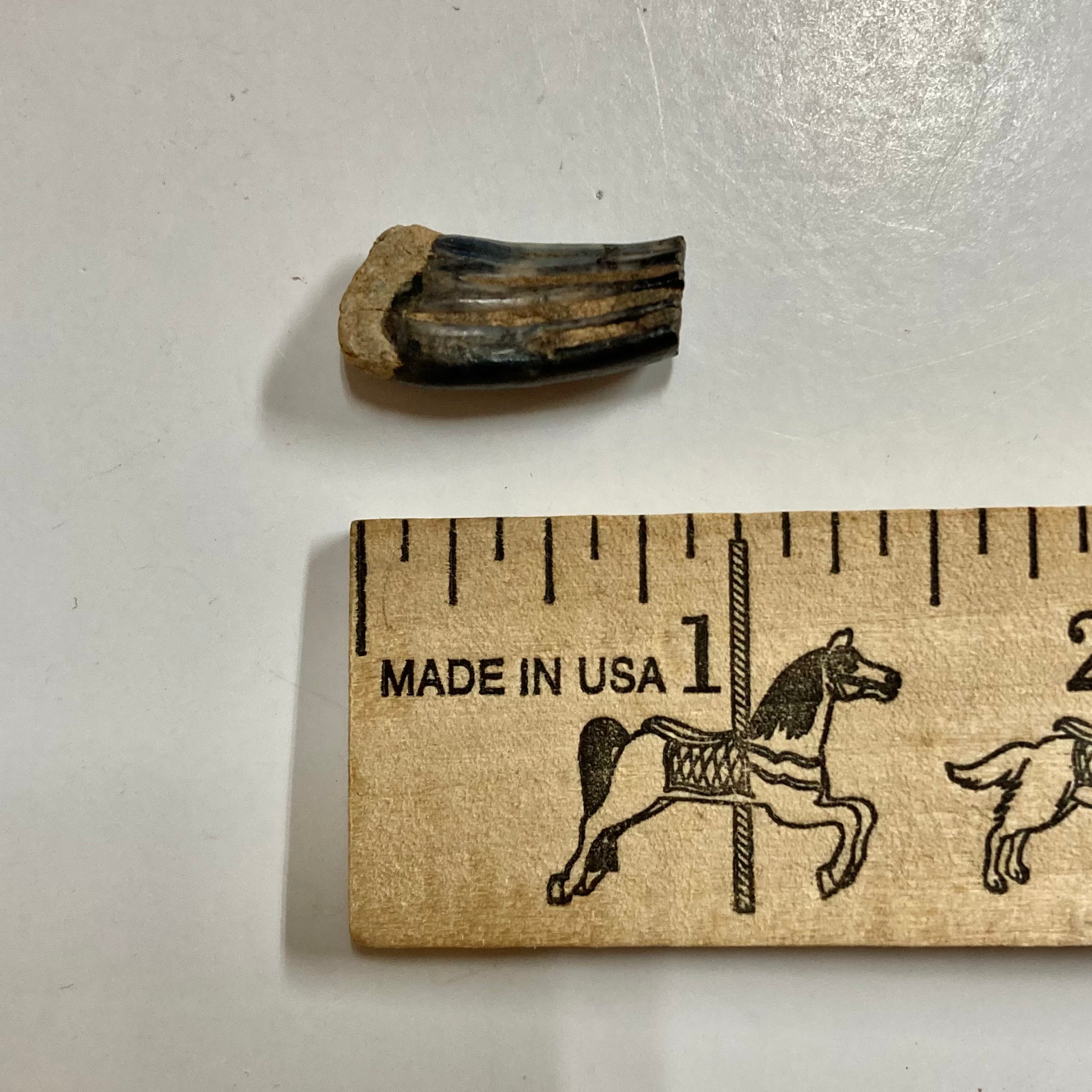 Beaver Molar - Natural Beaver Teeth for Crafts, Jewelry Making & Taxidermy - Perfect for DIY Projects, Necklaces & Unique Decor