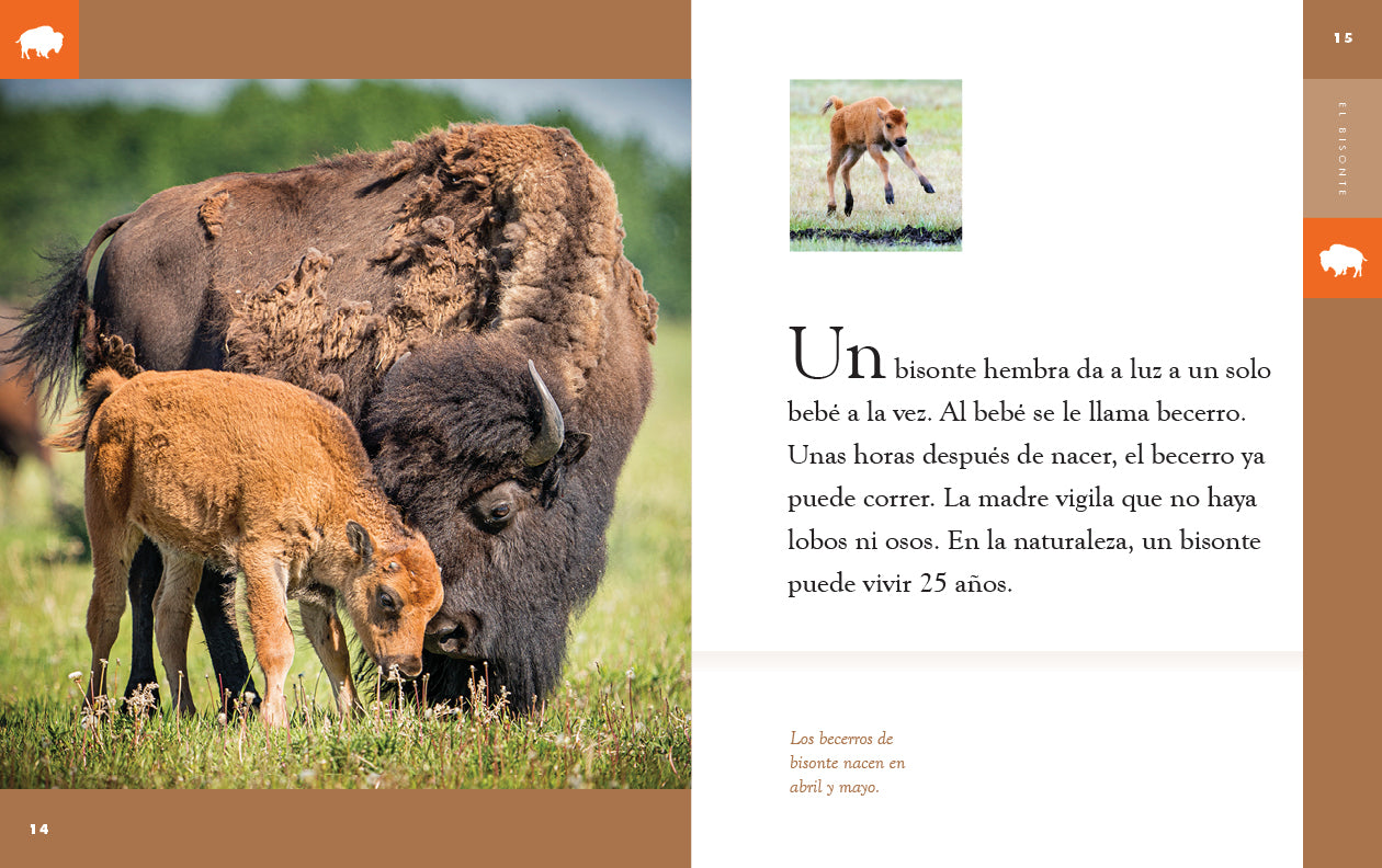 El Bisonte 9781640266681 - American Bison Book for Kids & Adults - Perfect for Wildlife Enthusiasts & Nature Education