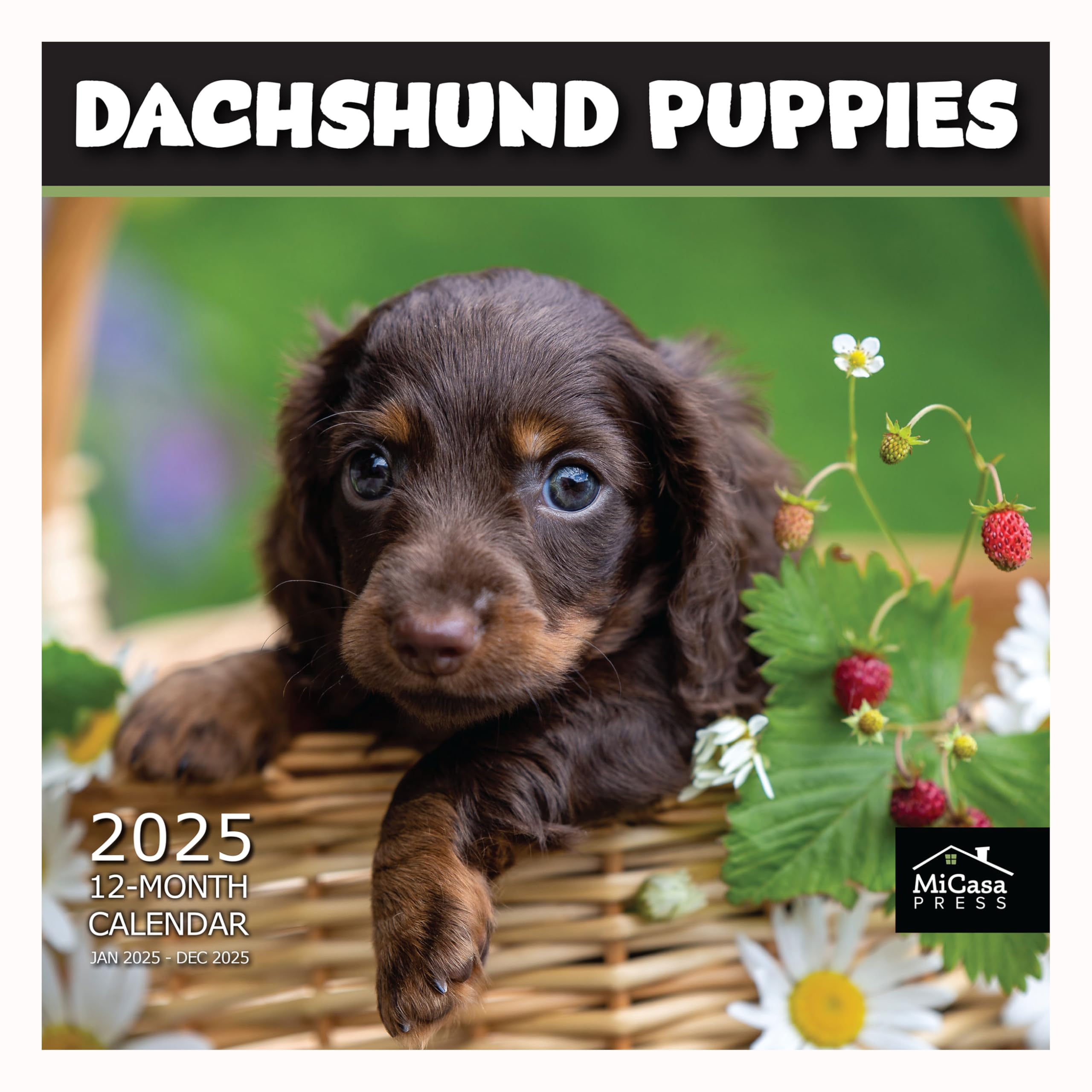 **MICASA PRESS - 2025 Dachshund Puppies Wall Calendar | 12
