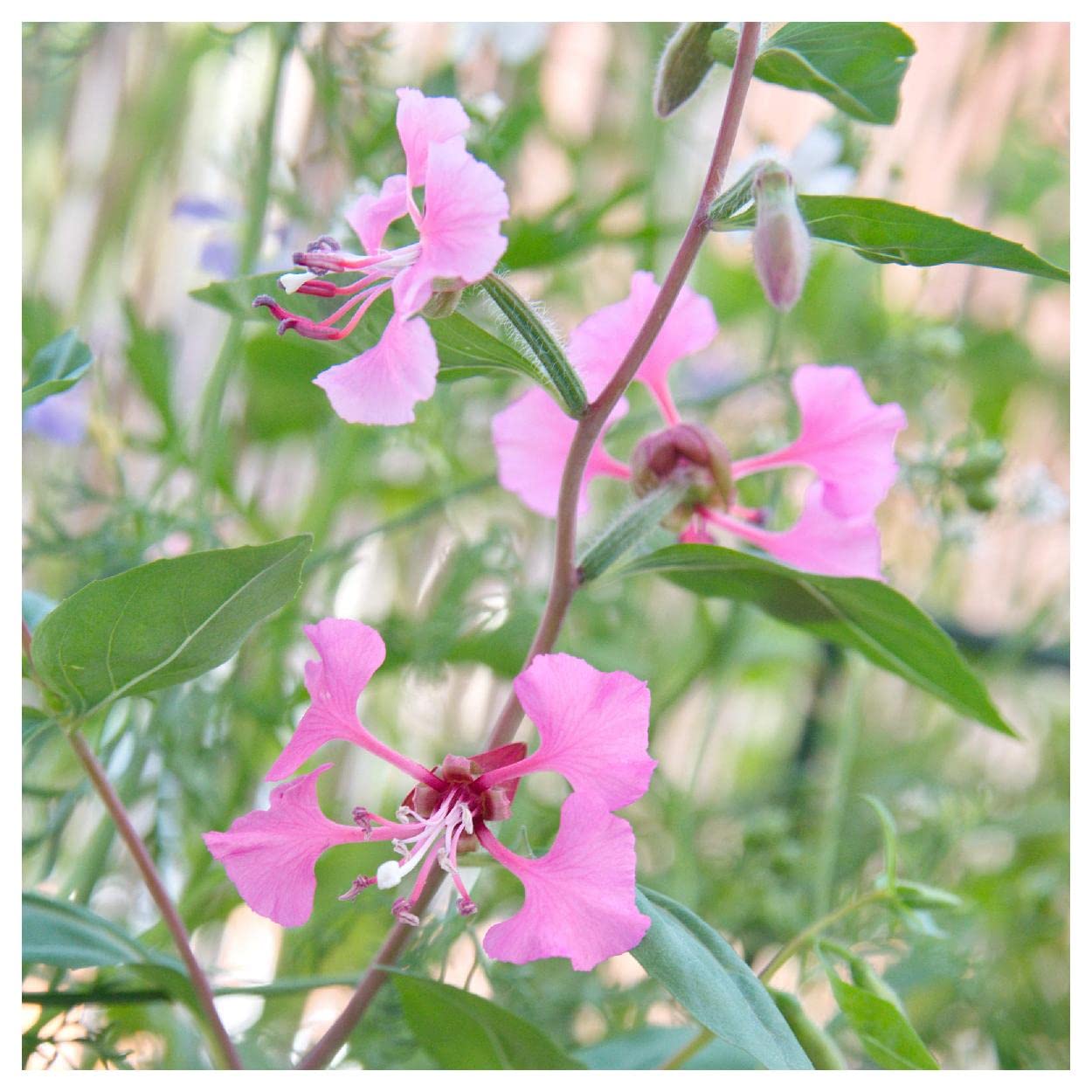 Everwilde Farms - 2000 Elegant Clarkia Native Wildflower Seeds - Gold Vault Jumbo Seed Packet for Garden Landscaping & Pollinator Gardens