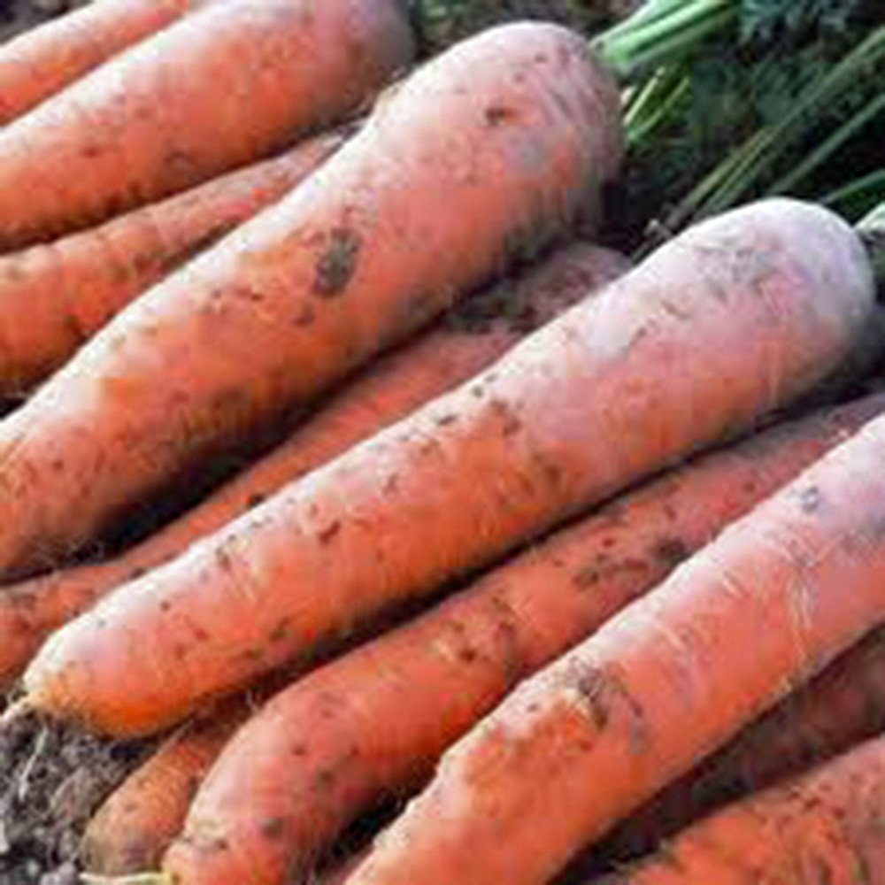 Organic Scarlet Nantes Heirloom Carrot Seeds - Non-GMO, 500 Count Pack - Sweet & Crunchy for Fresh Eating, Juicing, and Healthy Snacks - Perfect for Home Gardens, Container Planting, and Kids' Gardening Projects