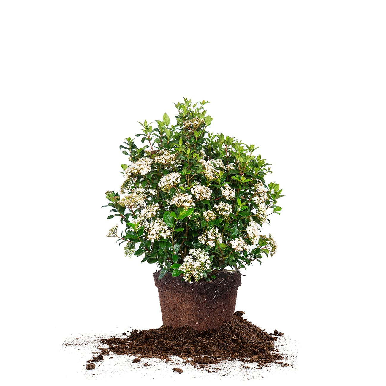 PERFECT PLANTS Spring Bouquet Viburnum Shrub - 7 Gallon Live Evergreen Outdoor Plant with Fragrant White Spring Flowers | Low Maintenance Garden Shrub for Landscaping, Hedges & Privacy Screens