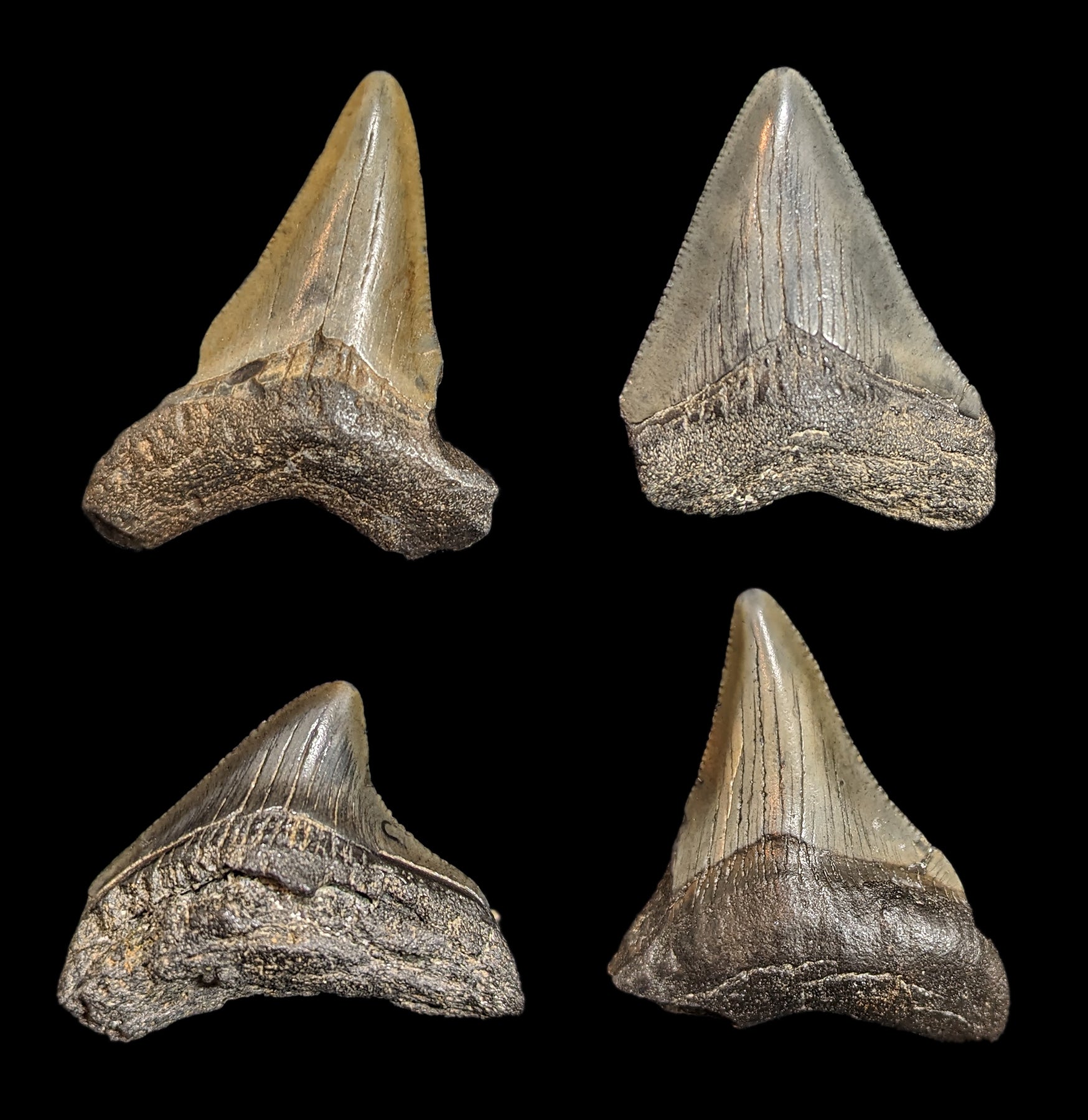 Authentic Small Megalodon Tooth Fossil - Genuine Shark Tooth Collectible for Home Decor, Jewelry Making & Paleontology Enthusiasts