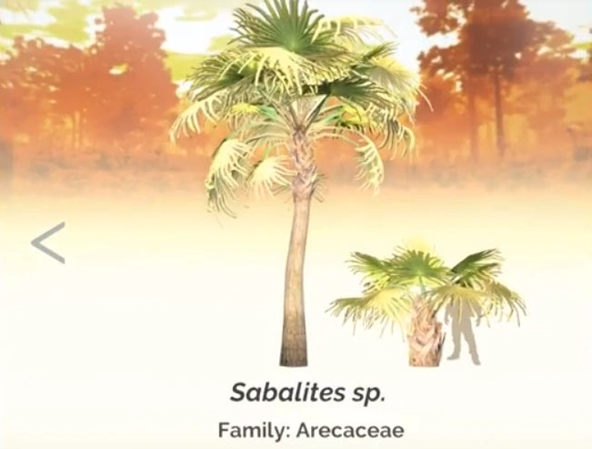 Sabalites sp. Palm Leaf - Premium Artificial Palm Leaves for Home Decor, Wedding & Party Arrangements - Perfect for Tropical, Boho & Coastal Themes