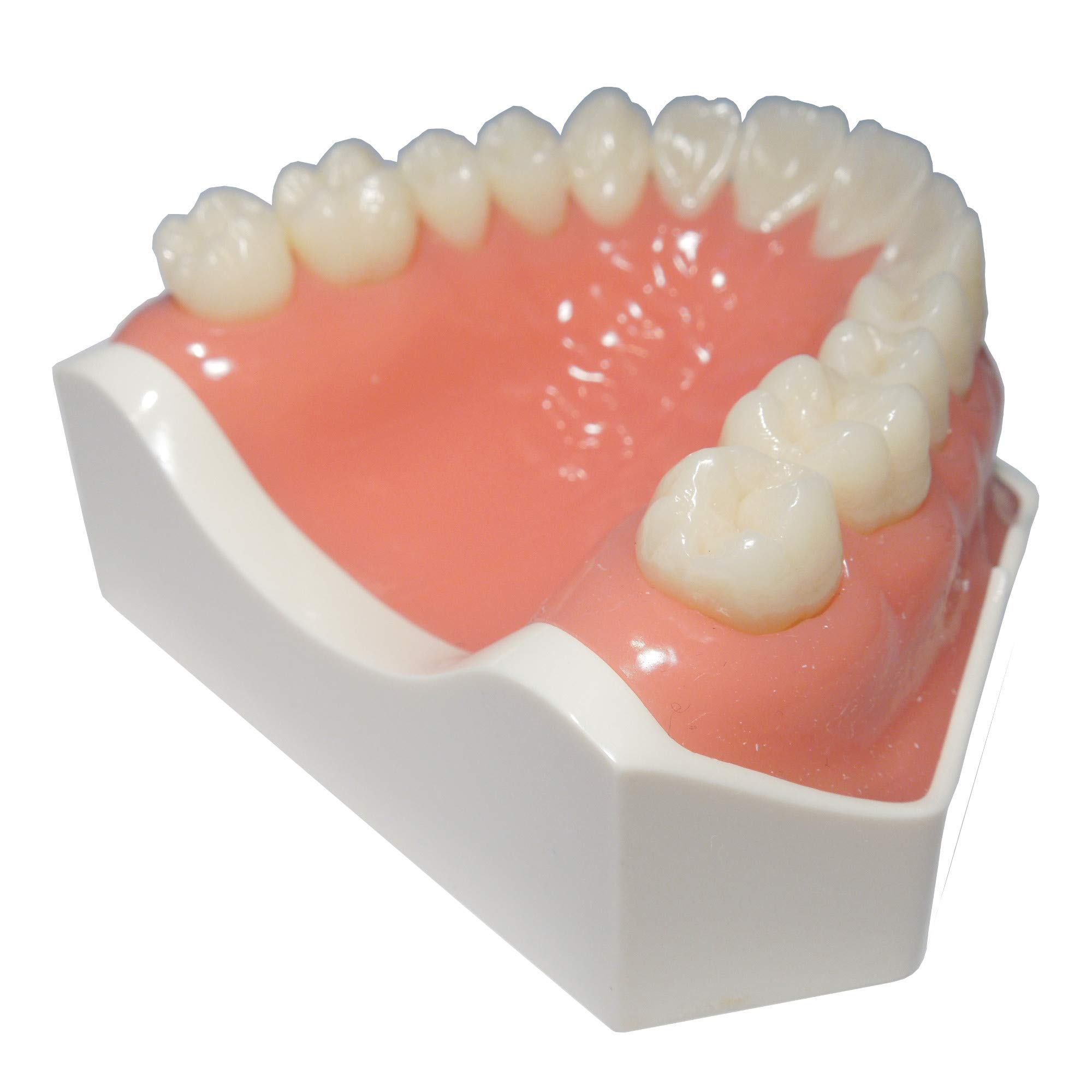 Flex Upper Jaw Denture with 14 Removable Ivorine Teeth & Soft Gingiva - Comfortable Dental Prosthesis for Eating, Speaking & Smiling Naturally