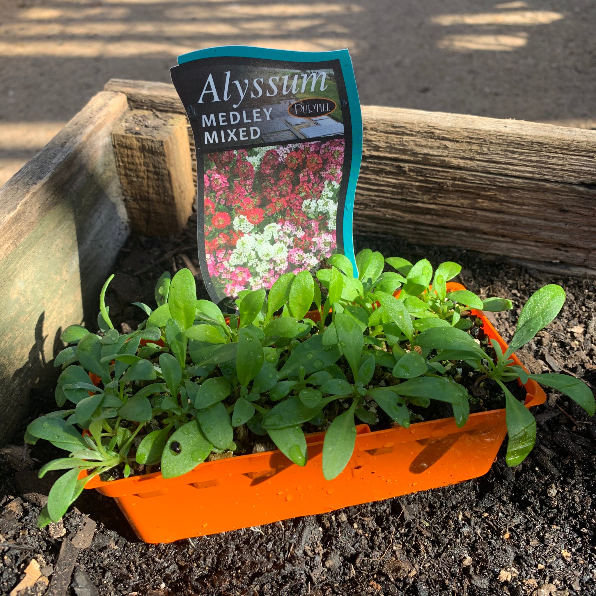 Alyssum 'Medley Mixed' Flower Seeds - Fragrant Ground Cover for Gardens, Borders & Containers | Perfect for Pollinator-Friendly Landscaping