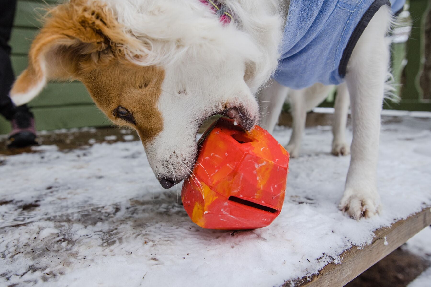 Ruffwear® Gnawt a Rock® Glacial Blue Dog Food and Treat Dispenser - Perfect for Outdoor Adventures, Hiking, and Training Sessions