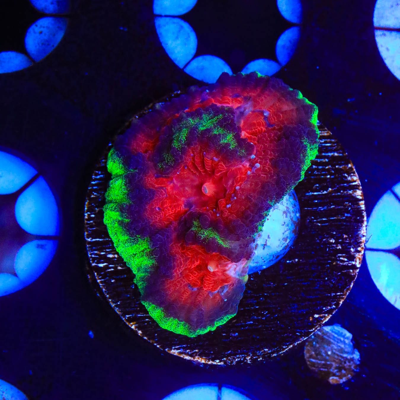 Christmas Favia Coral - Premium Saltwater Aquarium Coral for Reef Tanks | Perfect for Marine Aquascaping & Coral Propagation