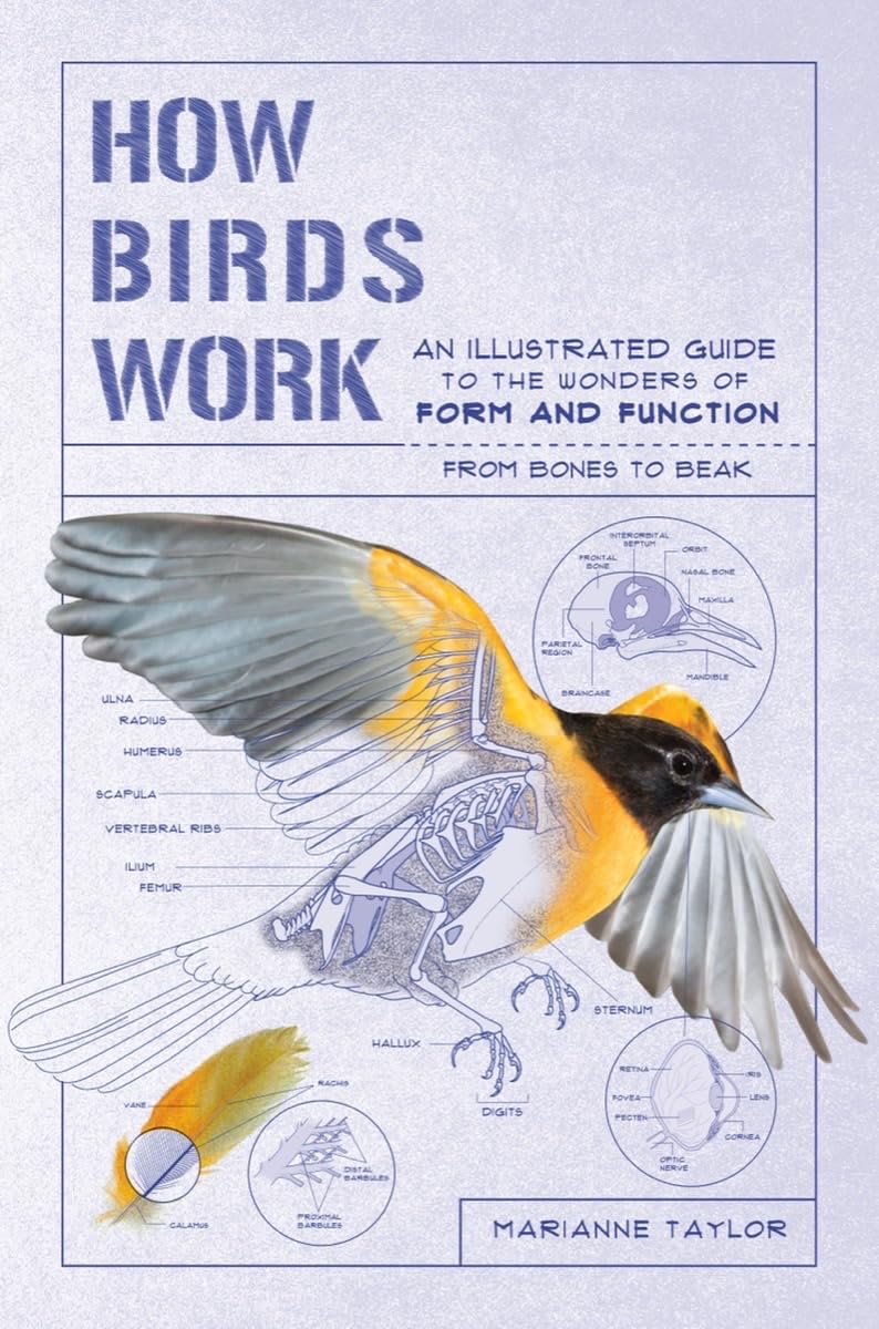 How Birds Work: Illustrated Guide to Bird Anatomy & Function - Bones, Beaks & Flight Mechanics | Birdwatching, Nature Study & Science Education