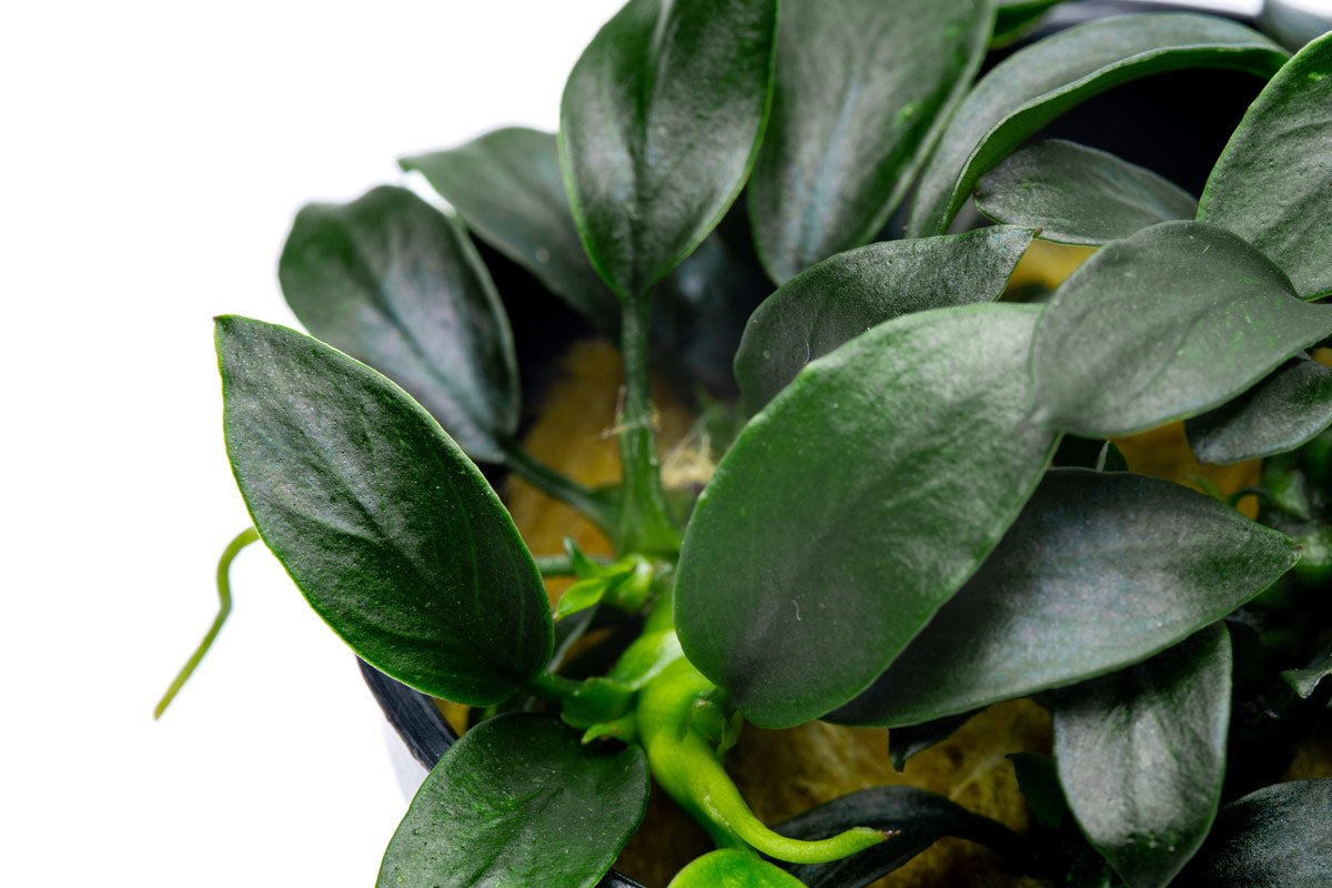 Anubias Nana Pangolino Live Aquarium Plant - Small & Hardy Freshwater Aquatic Plant for Fish Tanks, Aquascaping & Low Light Aquariums | Perfect for Nano Tanks, Shrimp Habitats & Betta Fish Environments
