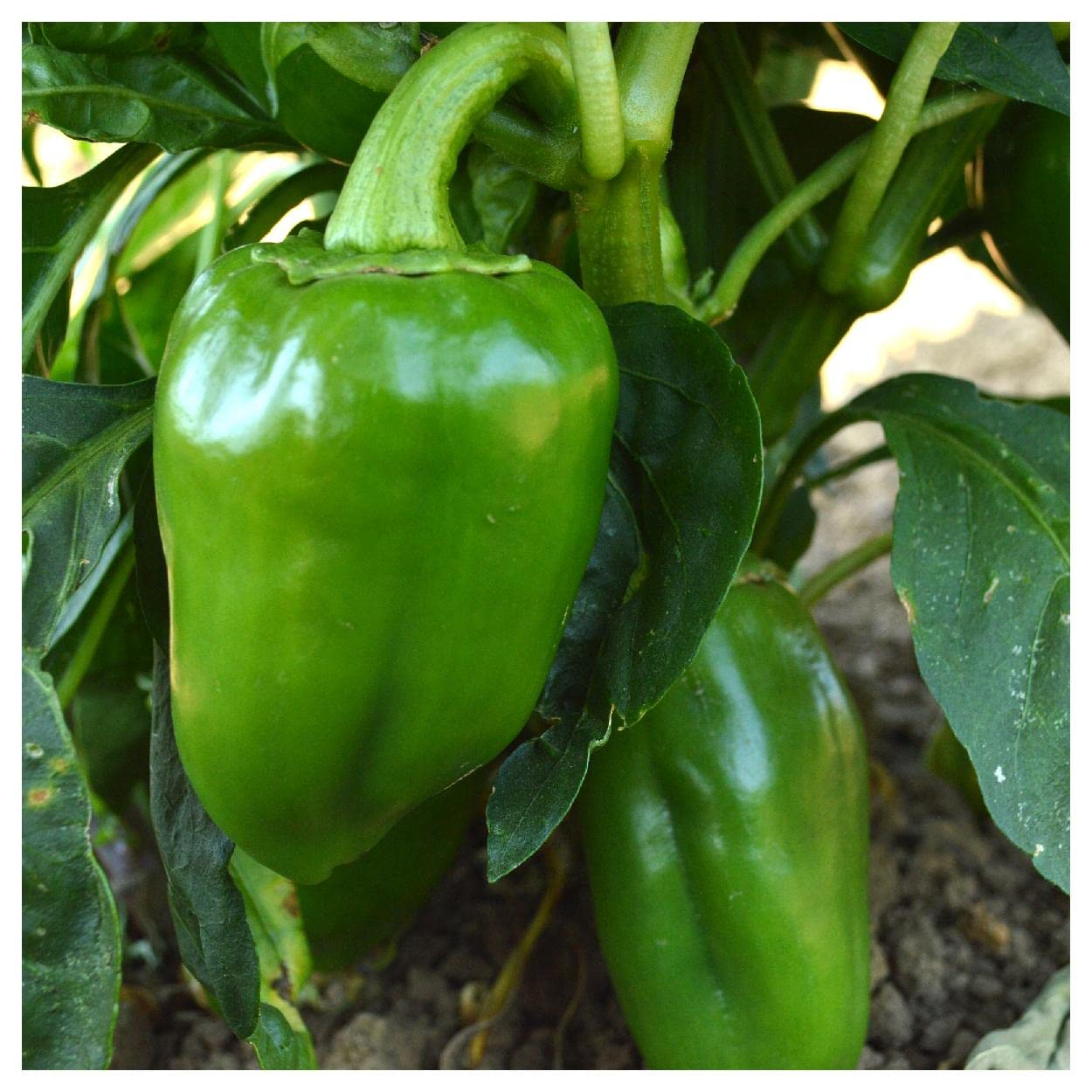 50 Pimento Sweet Pepper Seeds - Non-GMO Heirloom Seeds for Home Garden Planting - Perfect for Salads, Salsas, and Canning - Everwilde Farms Gold Vault Seed Packet