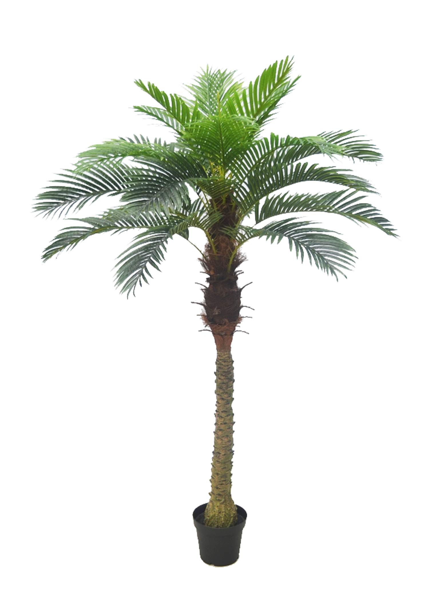 AMERIQUE Realistic 6ft Artificial Tropical Phoenix Palm Tree with 15 Large Leaves - Includes Nursery Pot, Feel Real Technology - Perfect for Home Decor, Office, Patio & Indoor Greenery