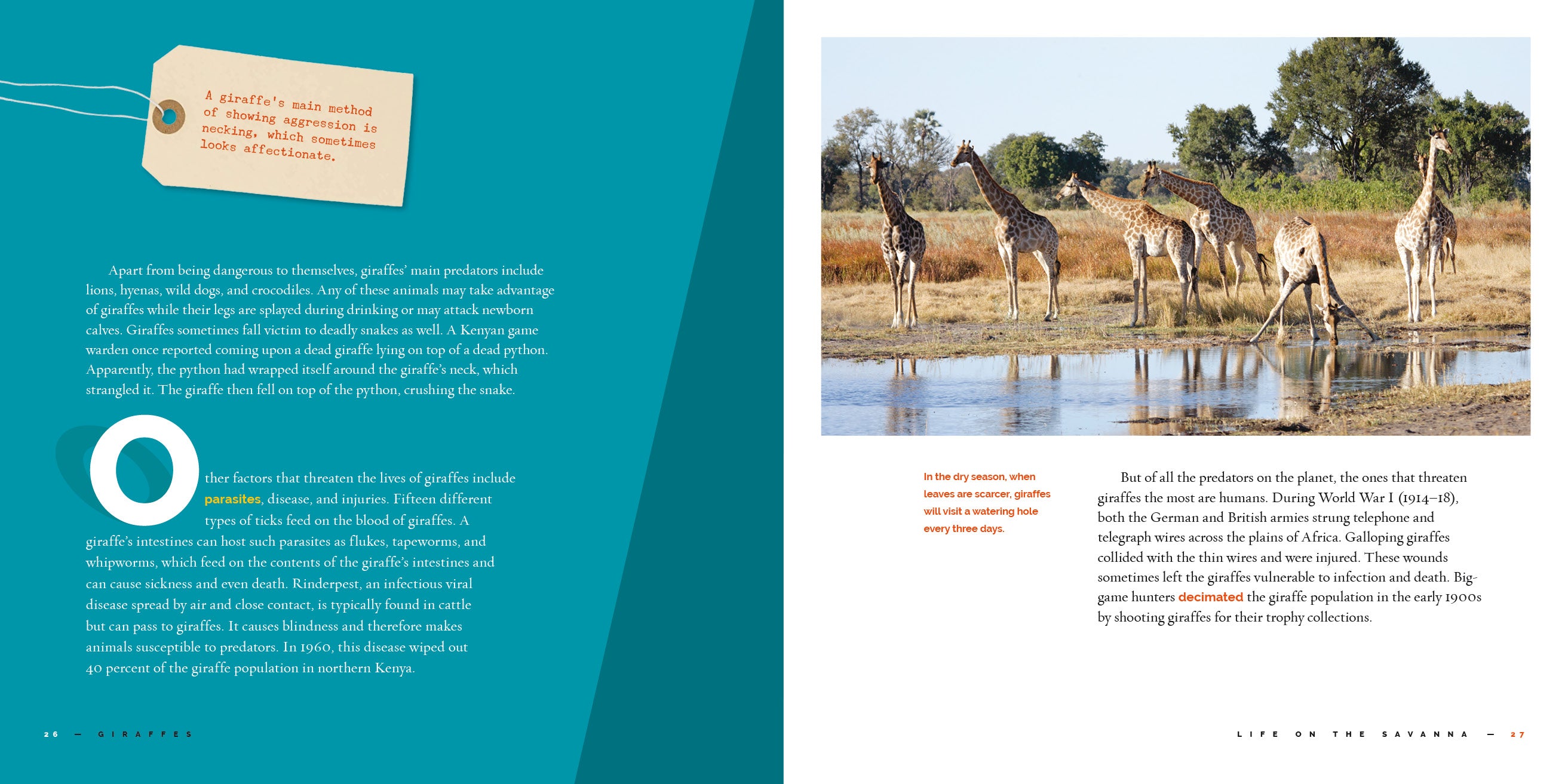 Giraffes Book - 9781640265998 - Wildlife Education & Animal Facts for Kids, Perfect for School Projects & Nature Lovers