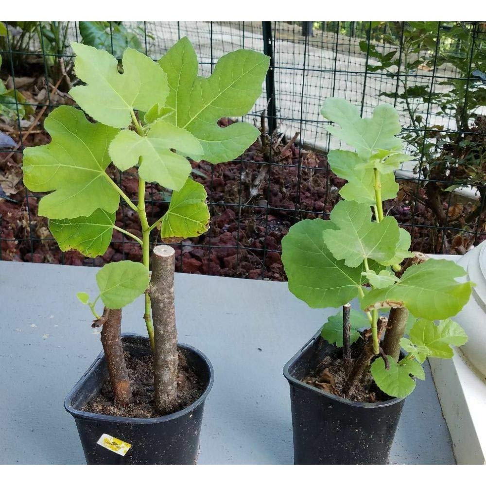 1 Gallon Brown Turkey Fig Tree Plant - Fully Rooted Live Fruit Tree for Home Garden, Patio, or Backyard | Fresh Figs for Eating, Baking, and Preserves