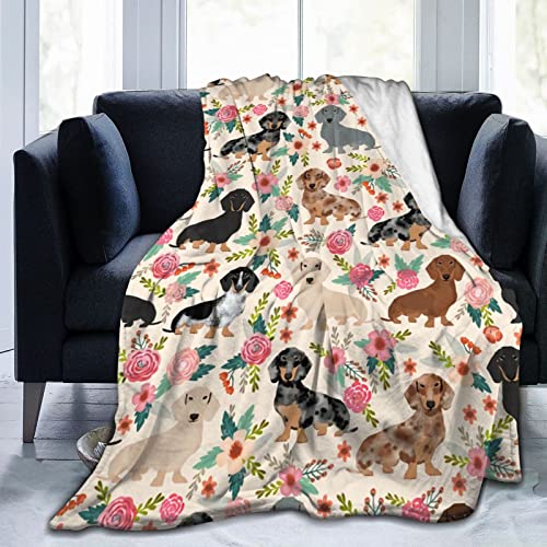Dachshund