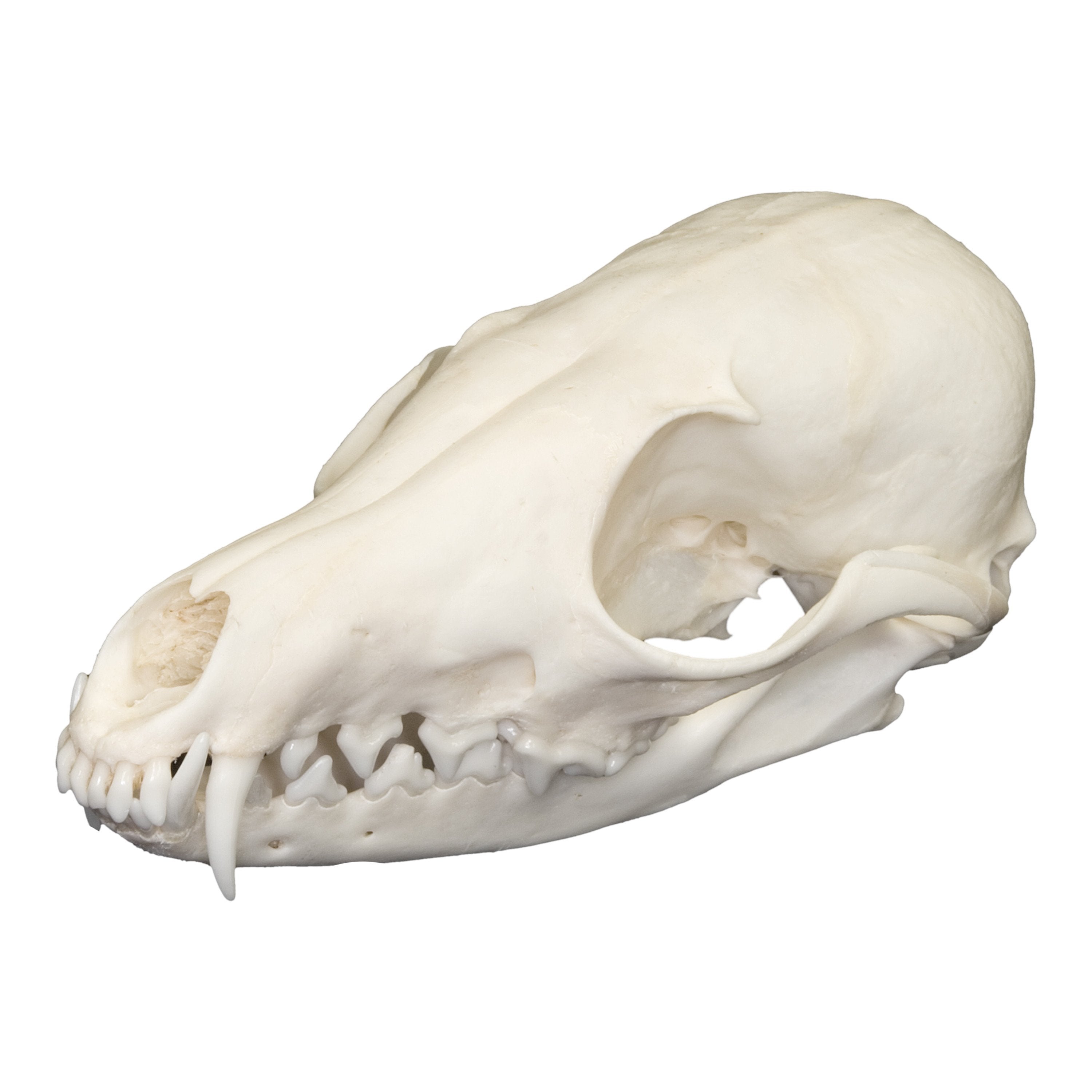 Authentic Kit Fox Skull - Real Animal Skull for Taxidermy, Oddity Collectors, and Home Decor | Perfect for Gothic Decor, Science Education, and Unique Gifts