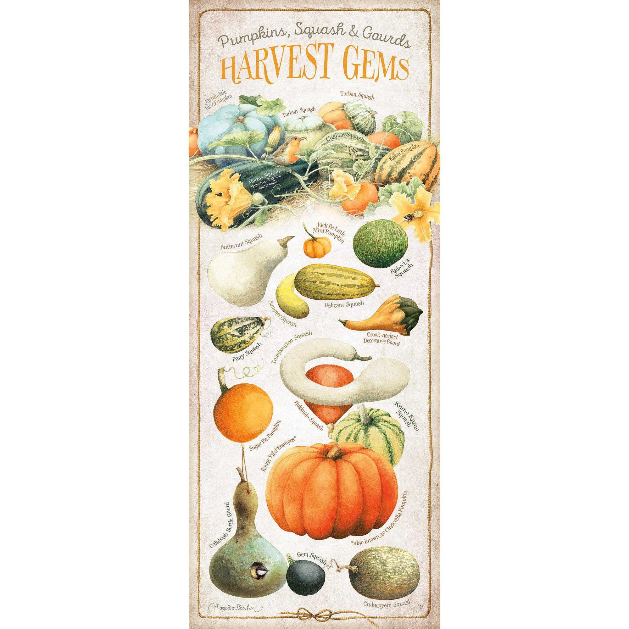 Harvest Gems Squash - Premium Organic Butternut Squash Seeds for Home Gardening | Perfect for Fall Recipes, Thanksgiving Dishes & Healthy Cooking