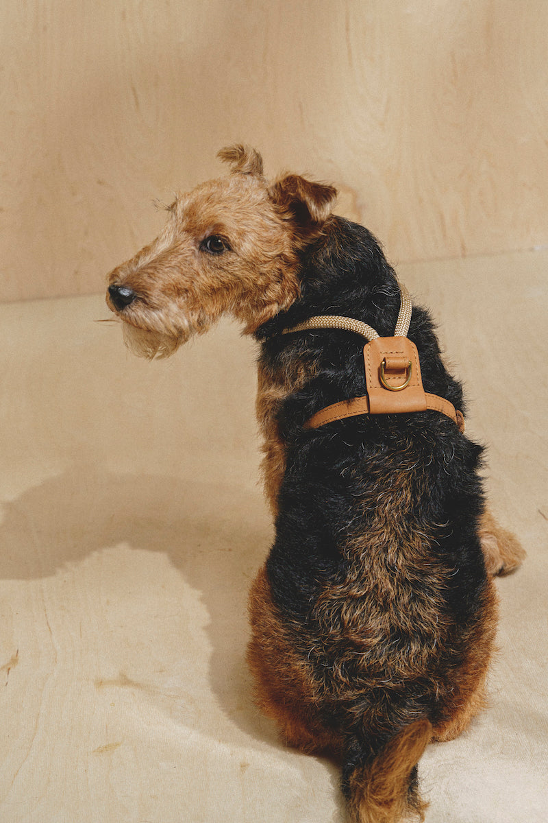 Premium Adjustable Dog Harness for Small & Medium Dogs - Pony Makarony Ginger Design with Lightweight Rope Leash | Perfect for Walking, Training & Outdoor Adventures