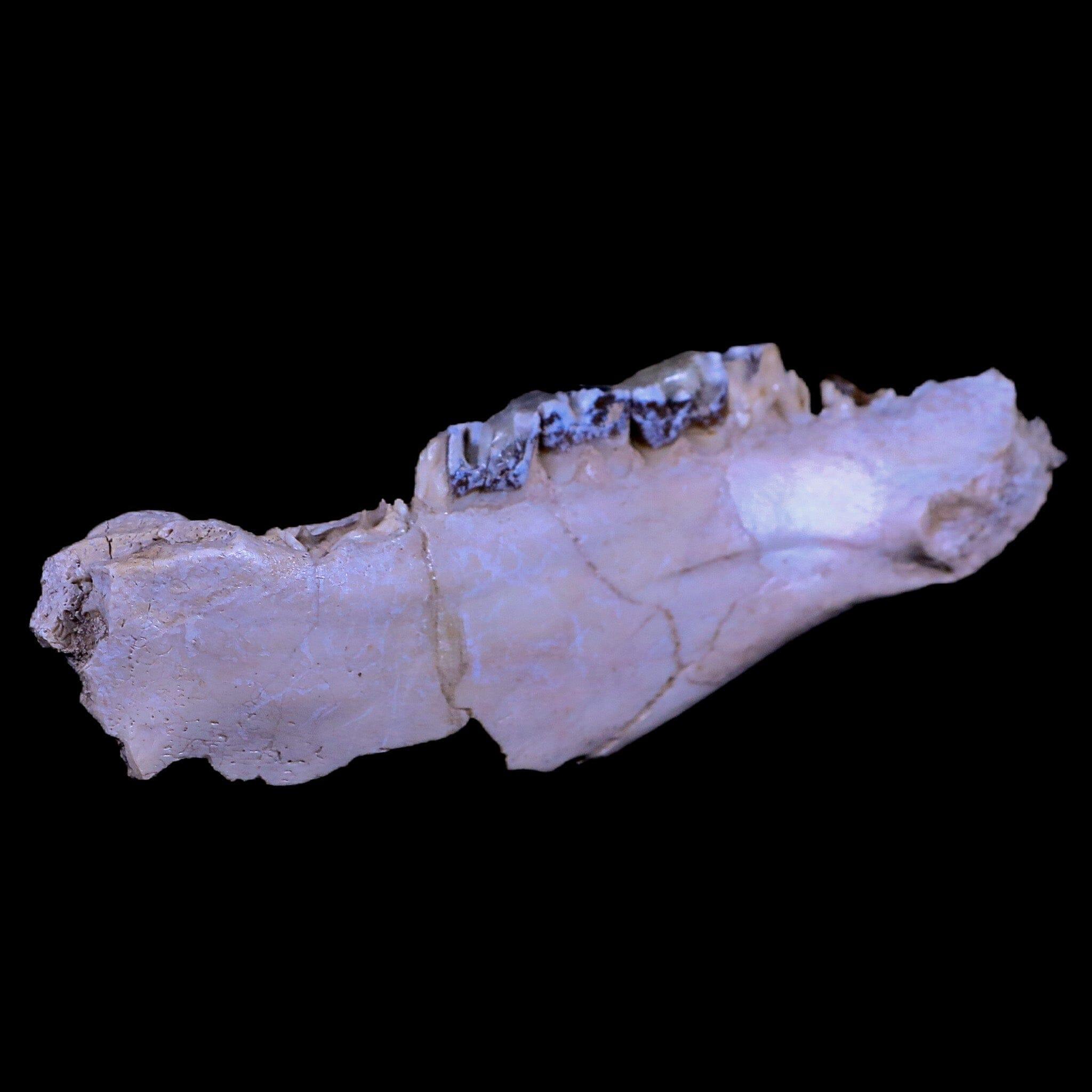 Authentic Hyracodon Nebrascensis Fossil Jaw Teeth - Prehistoric Running Rhino Specimen from South Dakota Badlands - Perfect for Paleontology Collectors & Science Education Displays