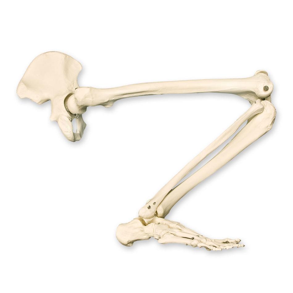 High-Quality Replica Human Leg Model - Anatomically Accurate for Medical Study, Halloween Decor & Film Props | Perfect for Education, Cosplay & Horror Displays