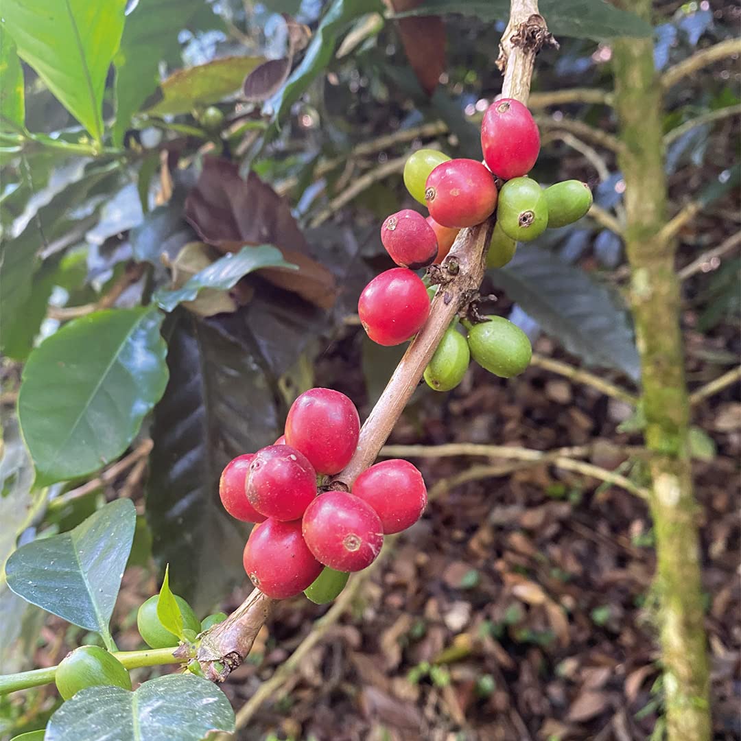 Premium 100% Arabica Colombian Whole Bean Coffee - Medium Dark Roast - Fresh & Rich Flavor - 5 LB Bulk Bag - Perfect for Home Brewing, Office Use & Gifting