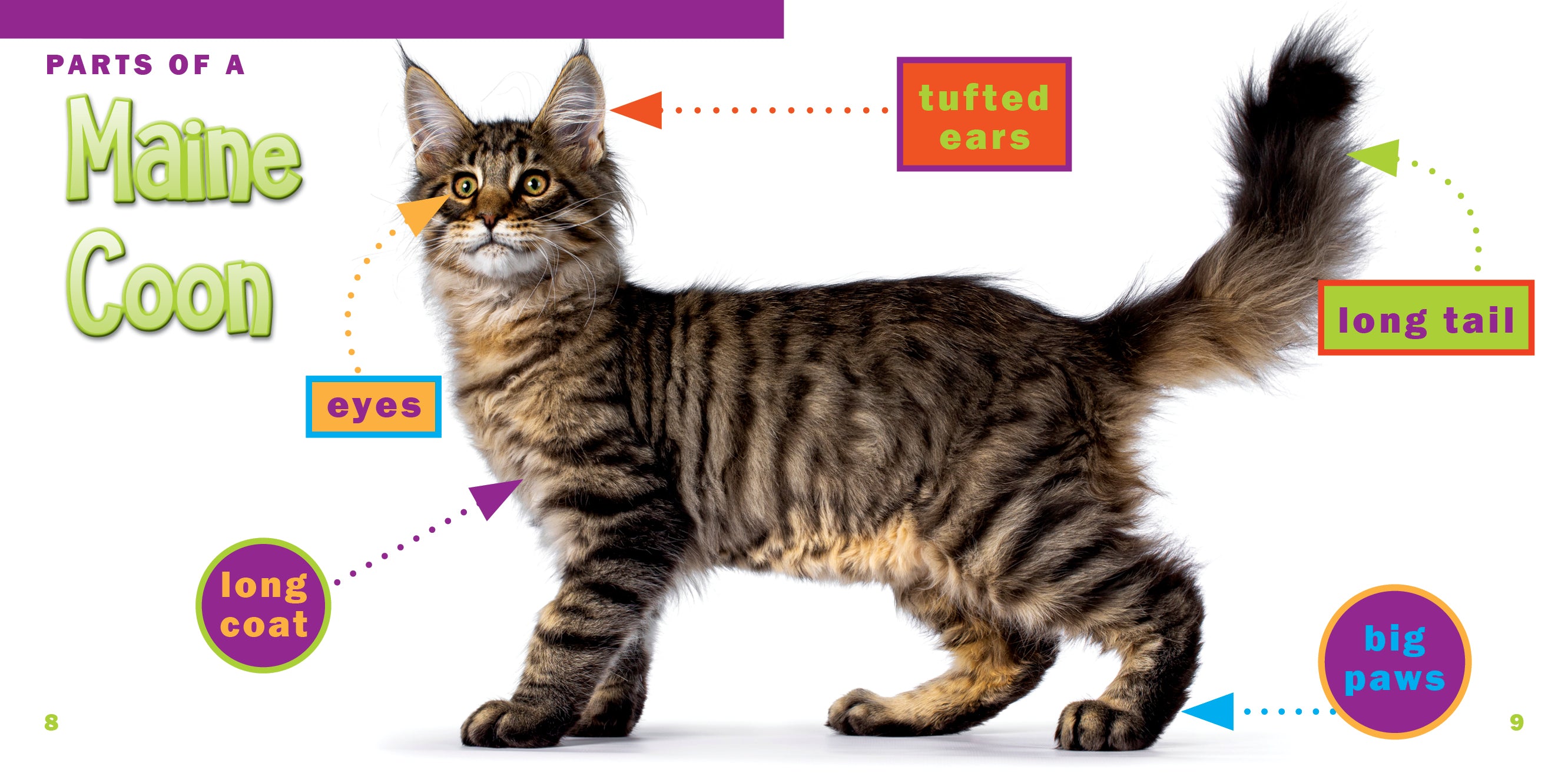 Maine Coon Cats for Sale - Large, Friendly & Fluffy Breed | Perfect for Family Pets & Show Competitions