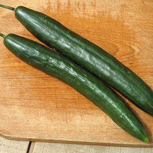 1000 Bulk Cucumber Seeds - Non-GMO, High Germination Rate - Choose Your Variety from Dropdown Menu | Perfect for Home Gardening, Hydroponics & Commercial Farming