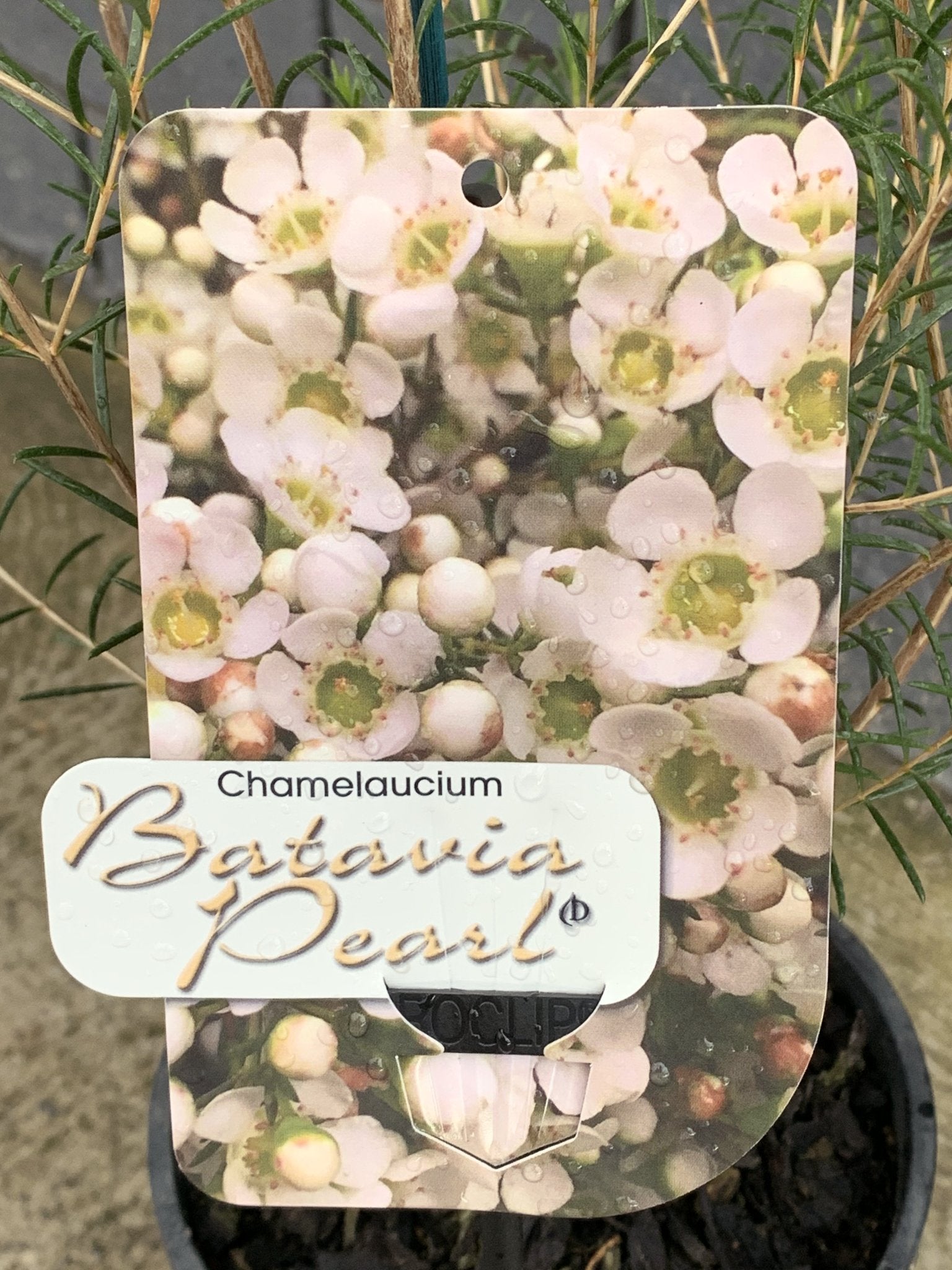 Chamelaucium 'Batavia Pearl' Waxflower Plant - Beautiful White Blooms for Wedding Bouquets, Floral Arrangements & Home Decor