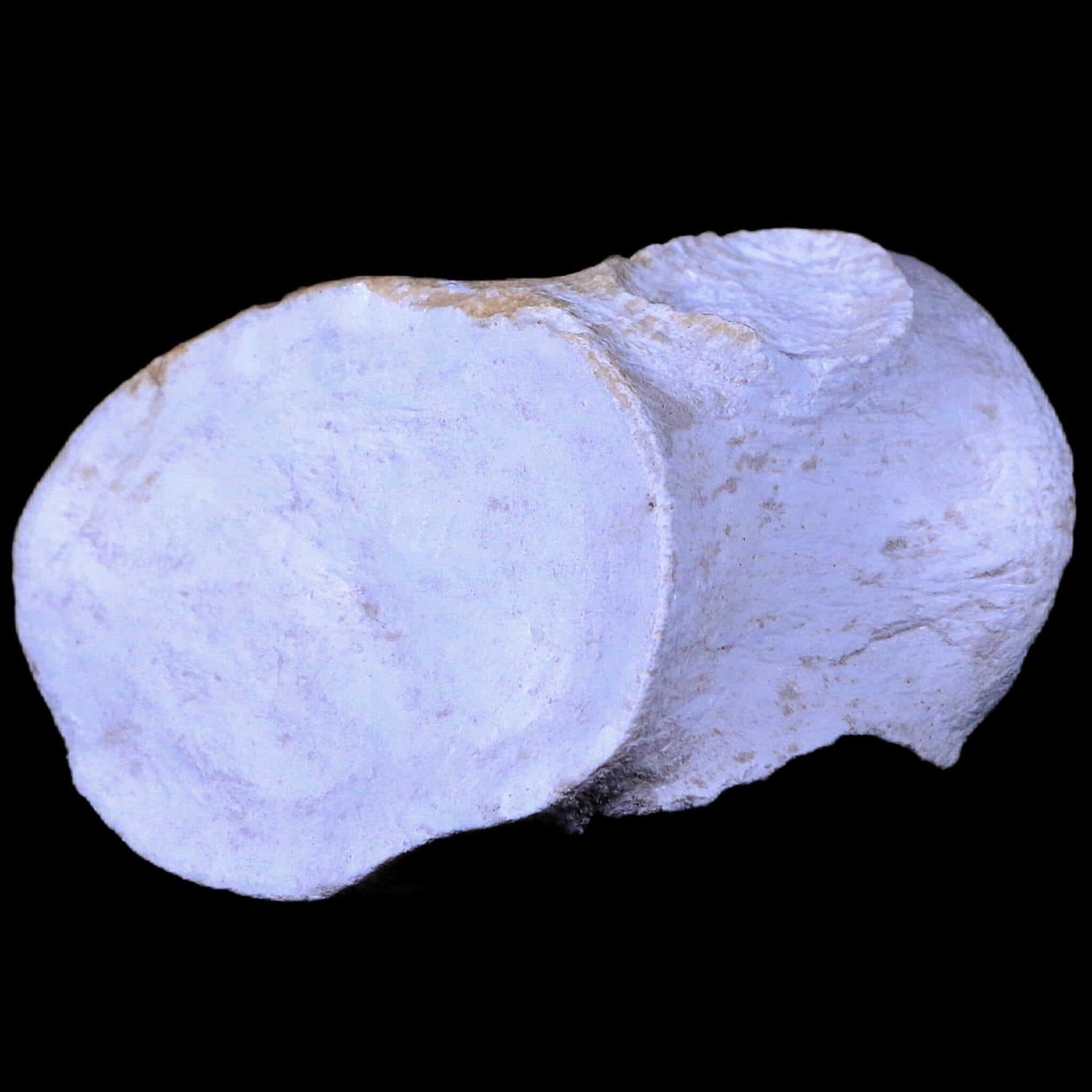 2.6