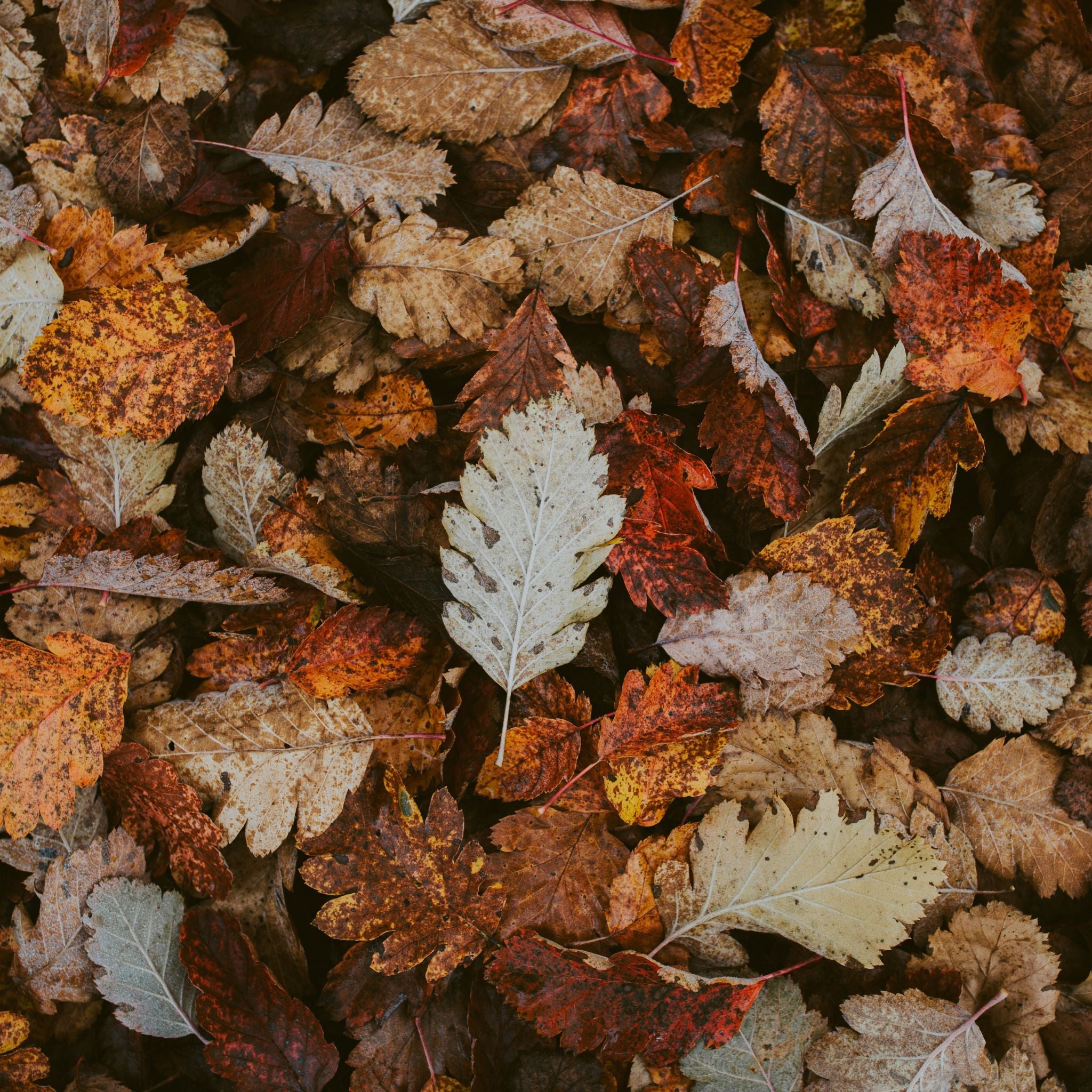 Best Fall Fragrance Oil for Home - Crisp Autumn Scented Essential Oil for Diffusers, Candles & DIY Soaps | Cozy Seasonal Aromatherapy for Bedroom, Living Room & Office