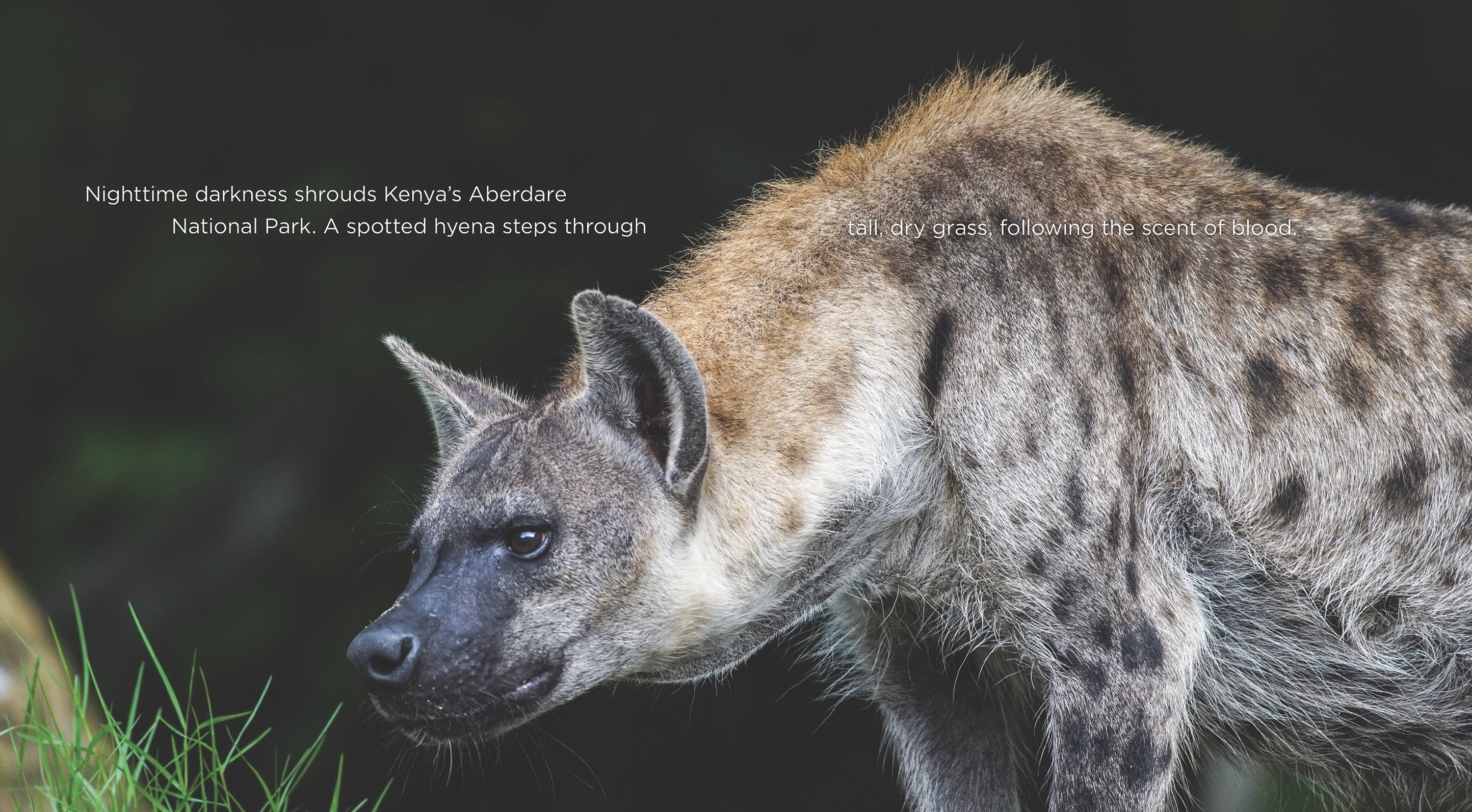 Hyenas Book - ISBN 9781608189588 | Wildlife & Nature Guide for Animal Lovers & Researchers