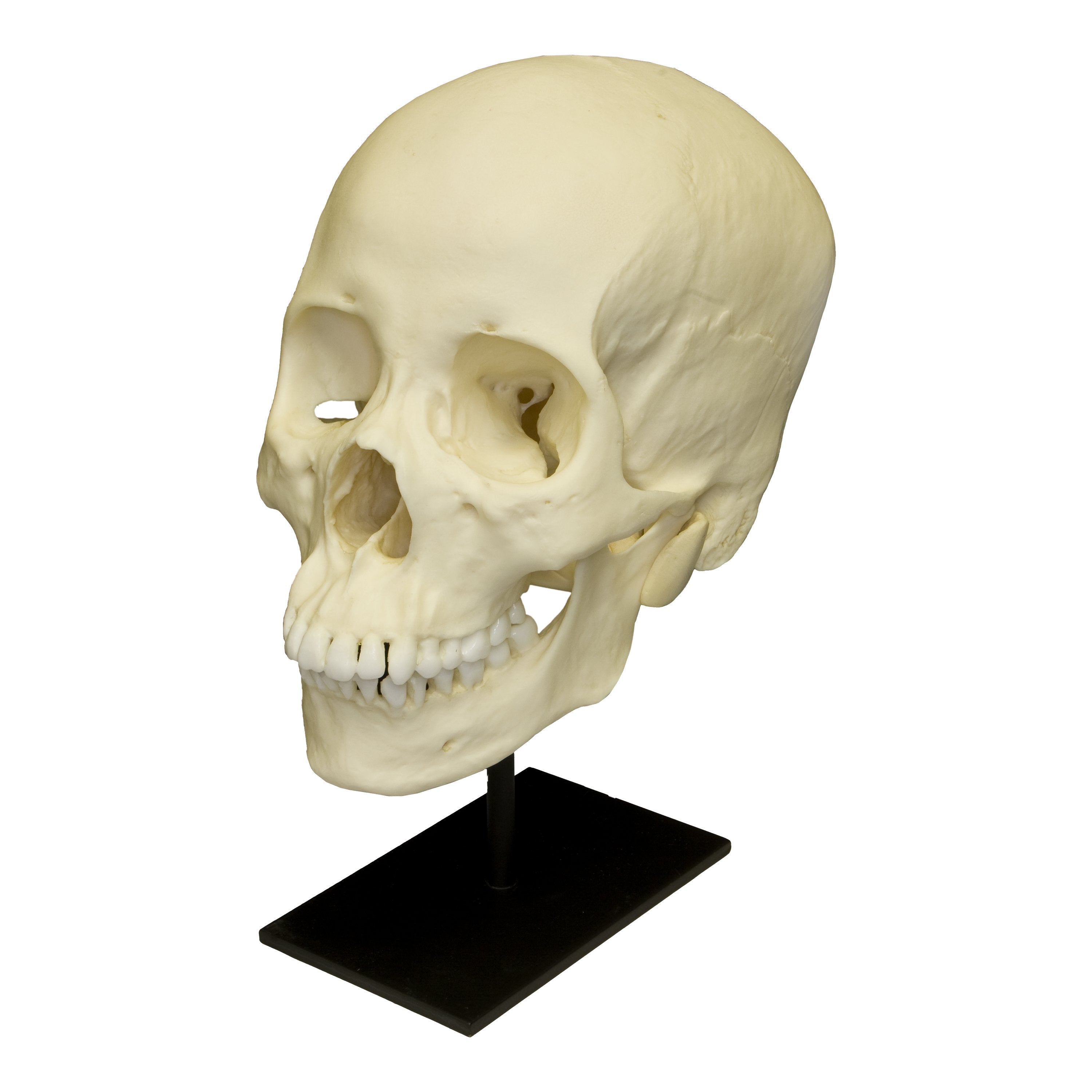 Realistic Asian Female Human Skull Replica - Perfect for Halloween Decor, Medical Study, and Horror Movie Props