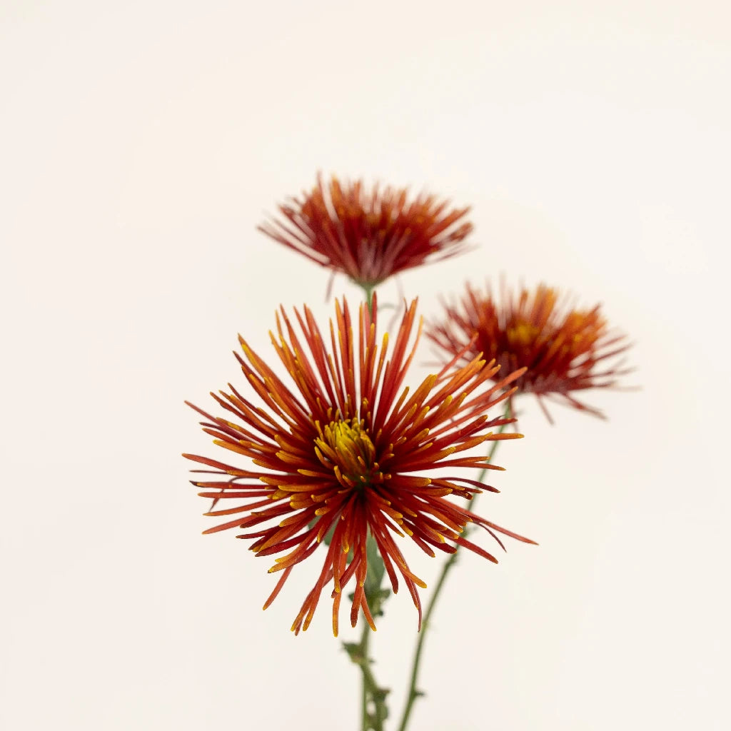 Autumn Rust Spider Mum Flowers - Premium Artificial Fall Floral Decor for Home, Wedding, and Seasonal Displays
