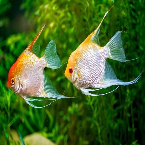 Golden Angel Veiltail Pterophyllum Scalare - Premium Freshwater Angelfish for Aquariums | Perfect for Home Fish Tanks & Aquatic Displays