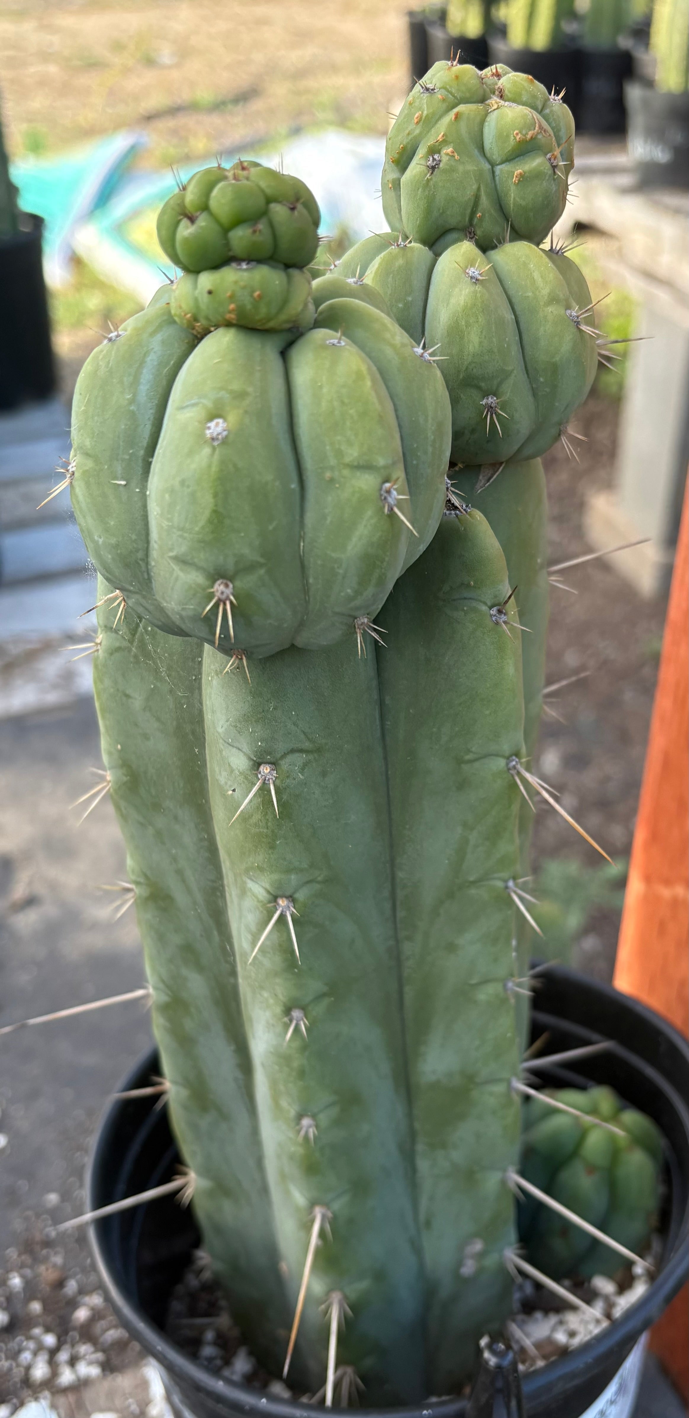 EC208 EXACT Trichocereus Hybrid Tig X Huanu X Playa Bonita Cactus 12.5