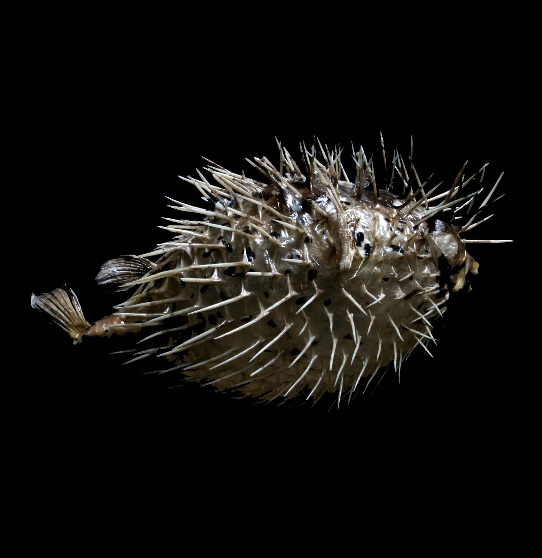 Unique Taxidermy Blowfish Decor - Preserved Puffer Fish for Home & Office Display - Perfect for Coastal, Nautical, or Marine Theme Decorations