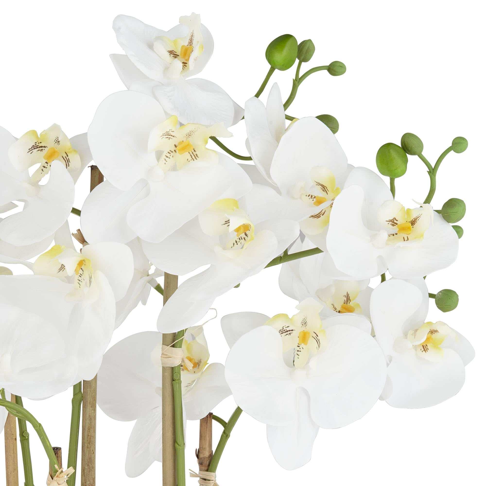 Belvois White Orchid 22